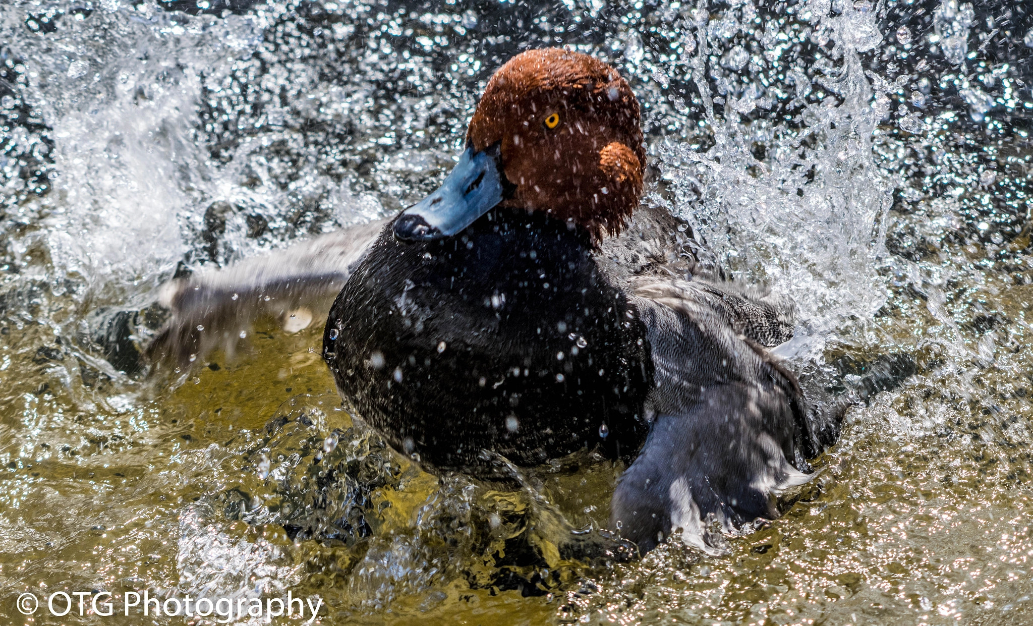 Nikon AF-S Nikkor 200-500mm F5.6E ED VR sample photo. Redhead splash photography