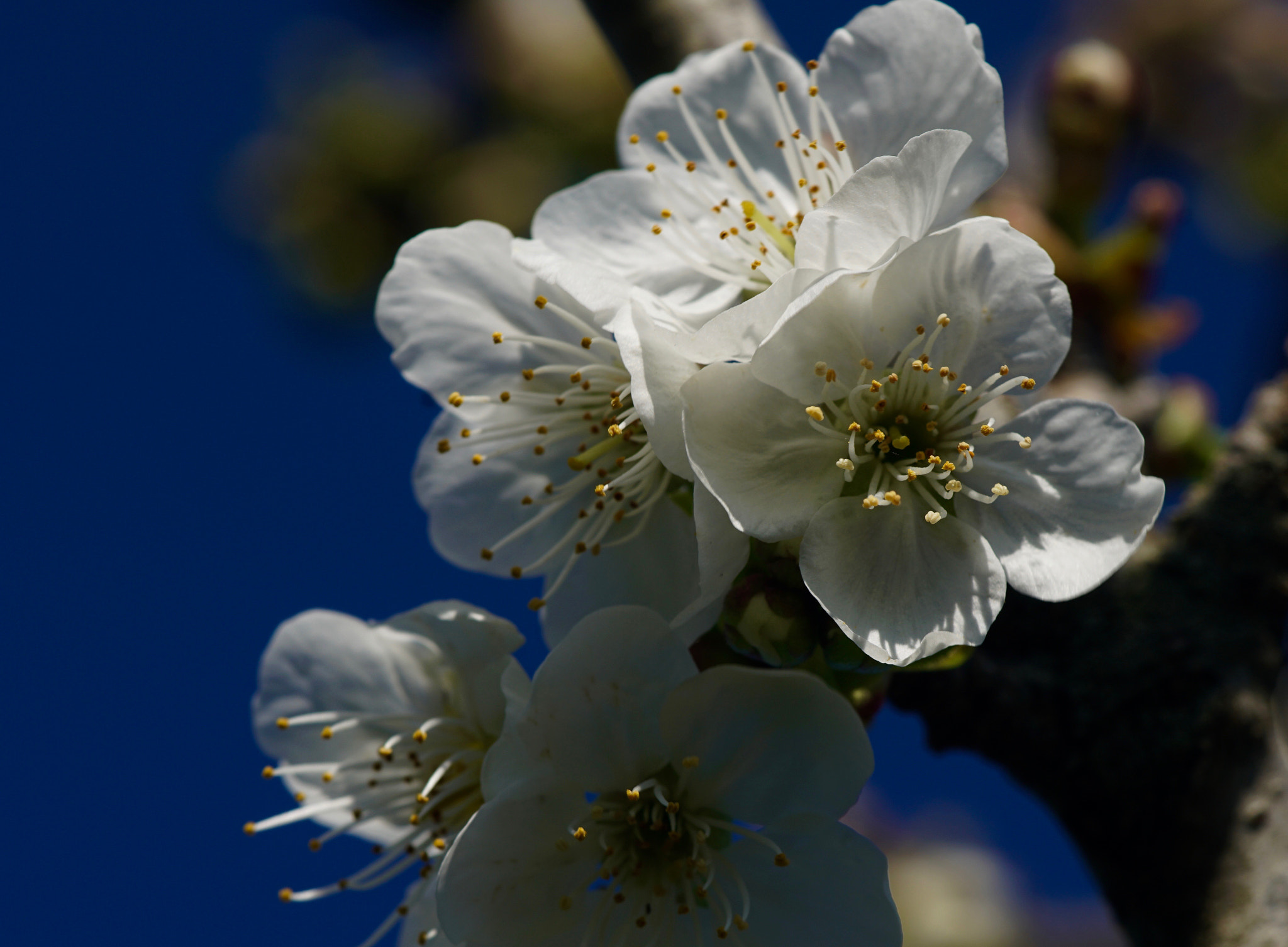 Minolta AF 100mm F2.8 Macro [New] sample photo. Almond flowers photography