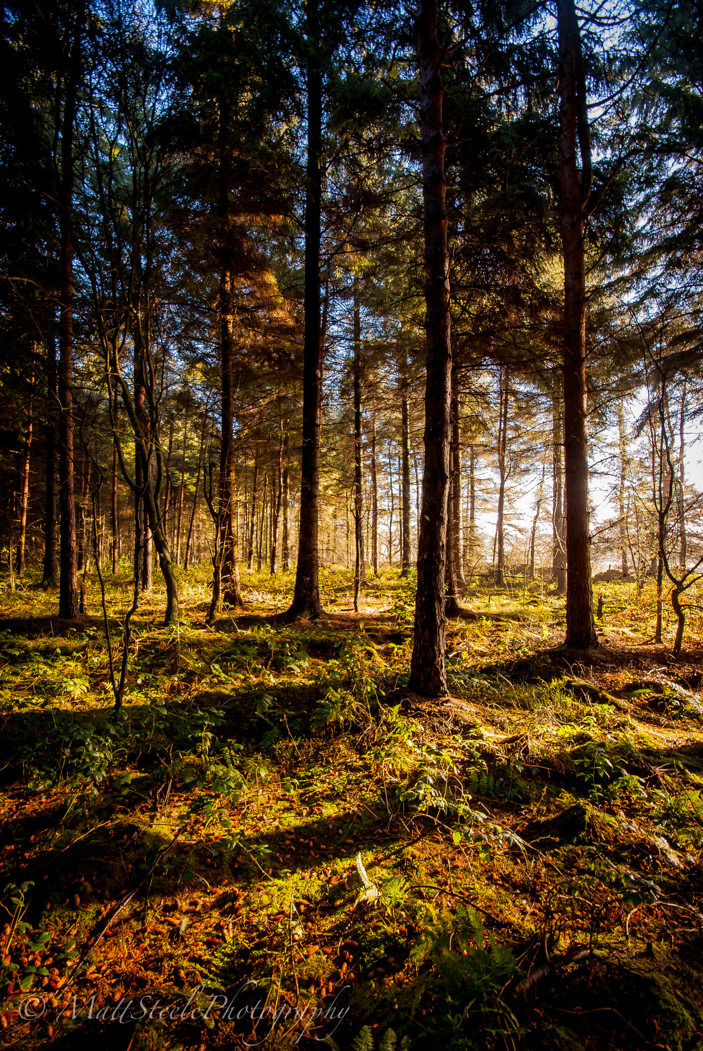 Sigma AF 10-20mm F4-5.6 EX DC sample photo. Darwin forest, derbyshire photography