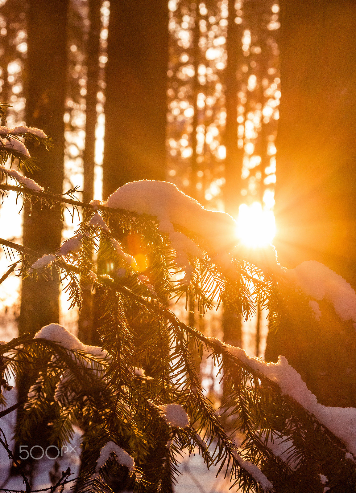 Canon EF 28-105mm f/3.5-4.5 USM sample photo. В лучах уходящего солнца photography