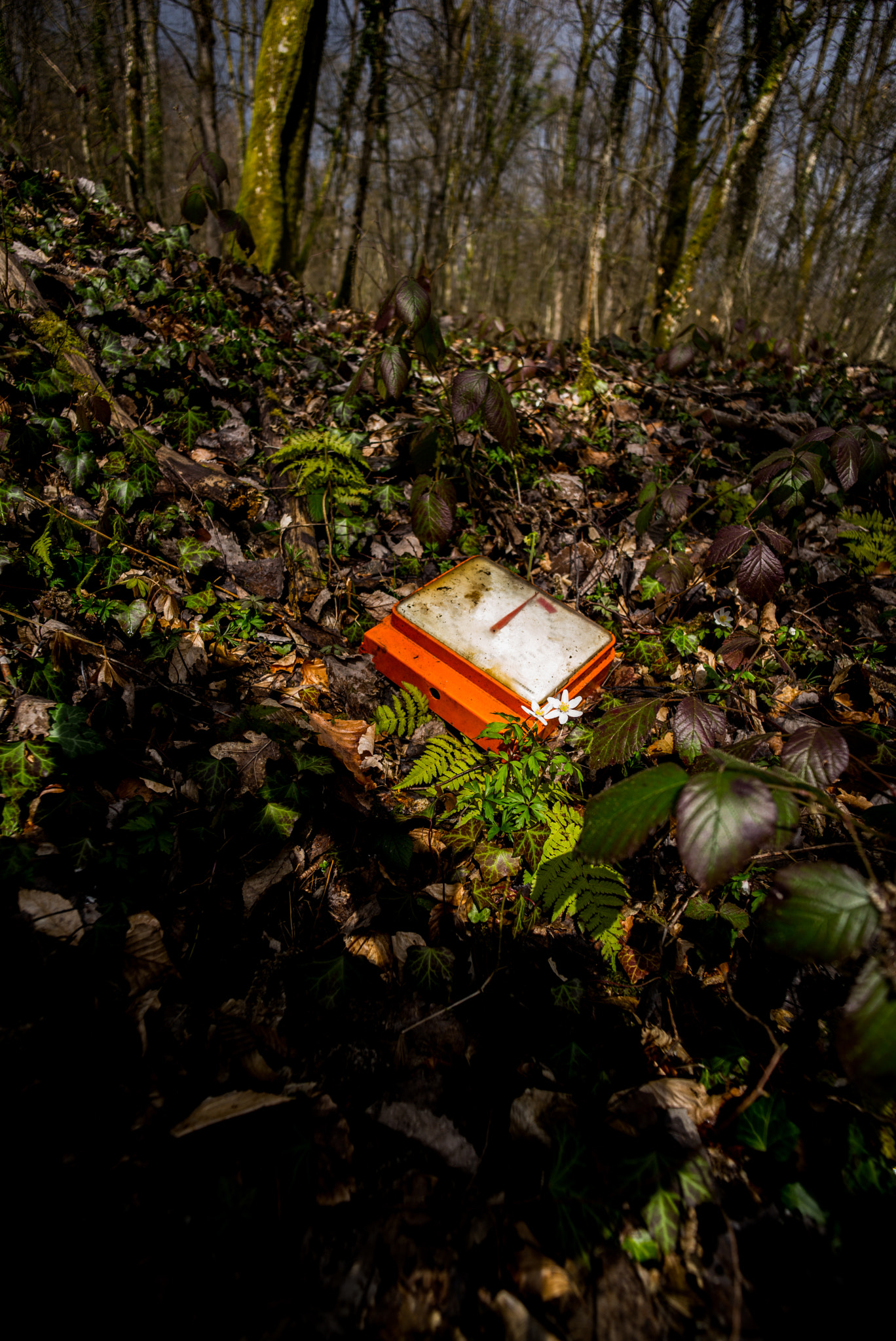 Leica Super-Elmar-M 18mm F3.8 ASPH sample photo. Pése nature.jpg photography