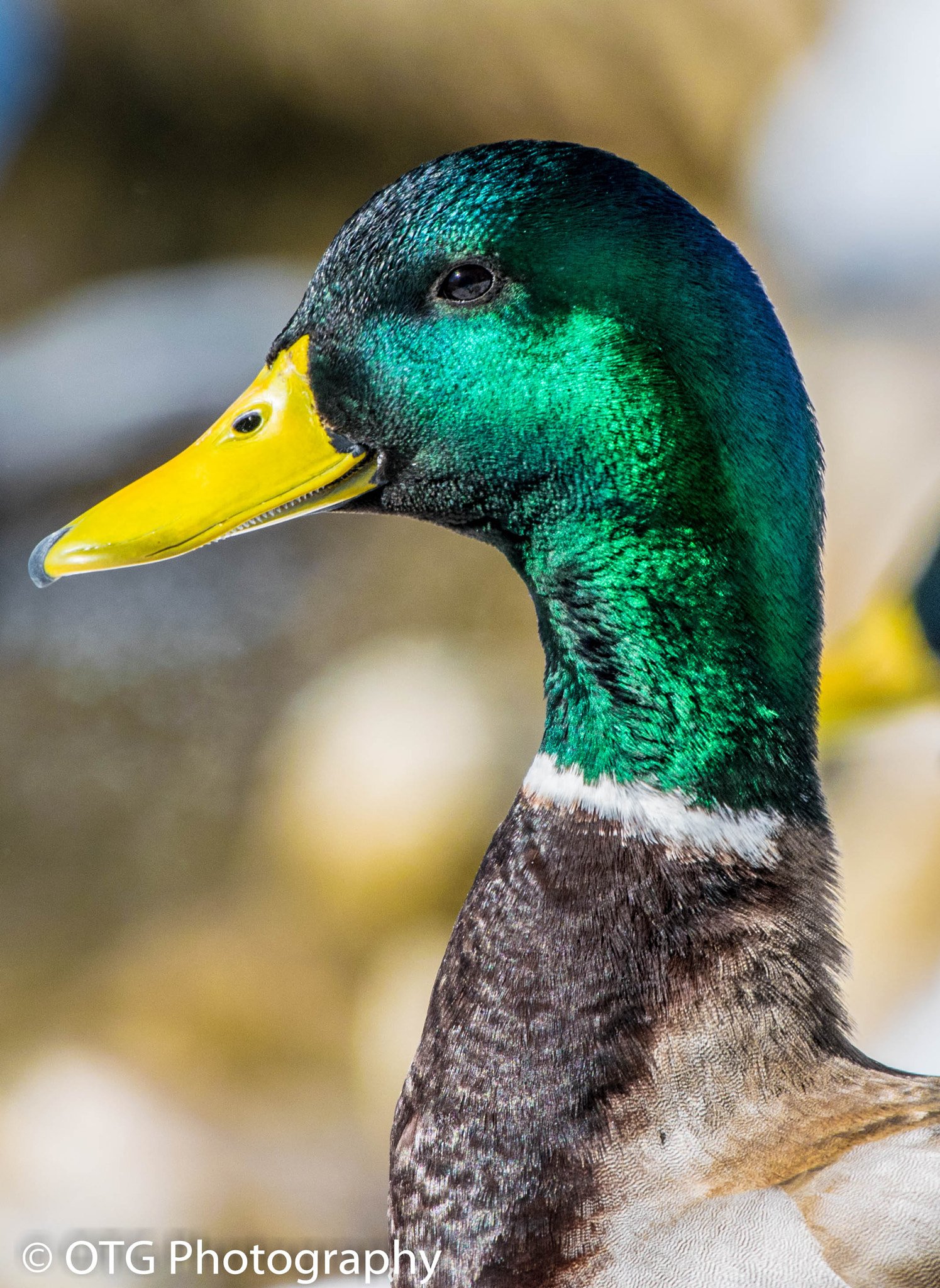 Nikon AF-S Nikkor 200-500mm F5.6E ED VR sample photo. Proud drake greenhead photography