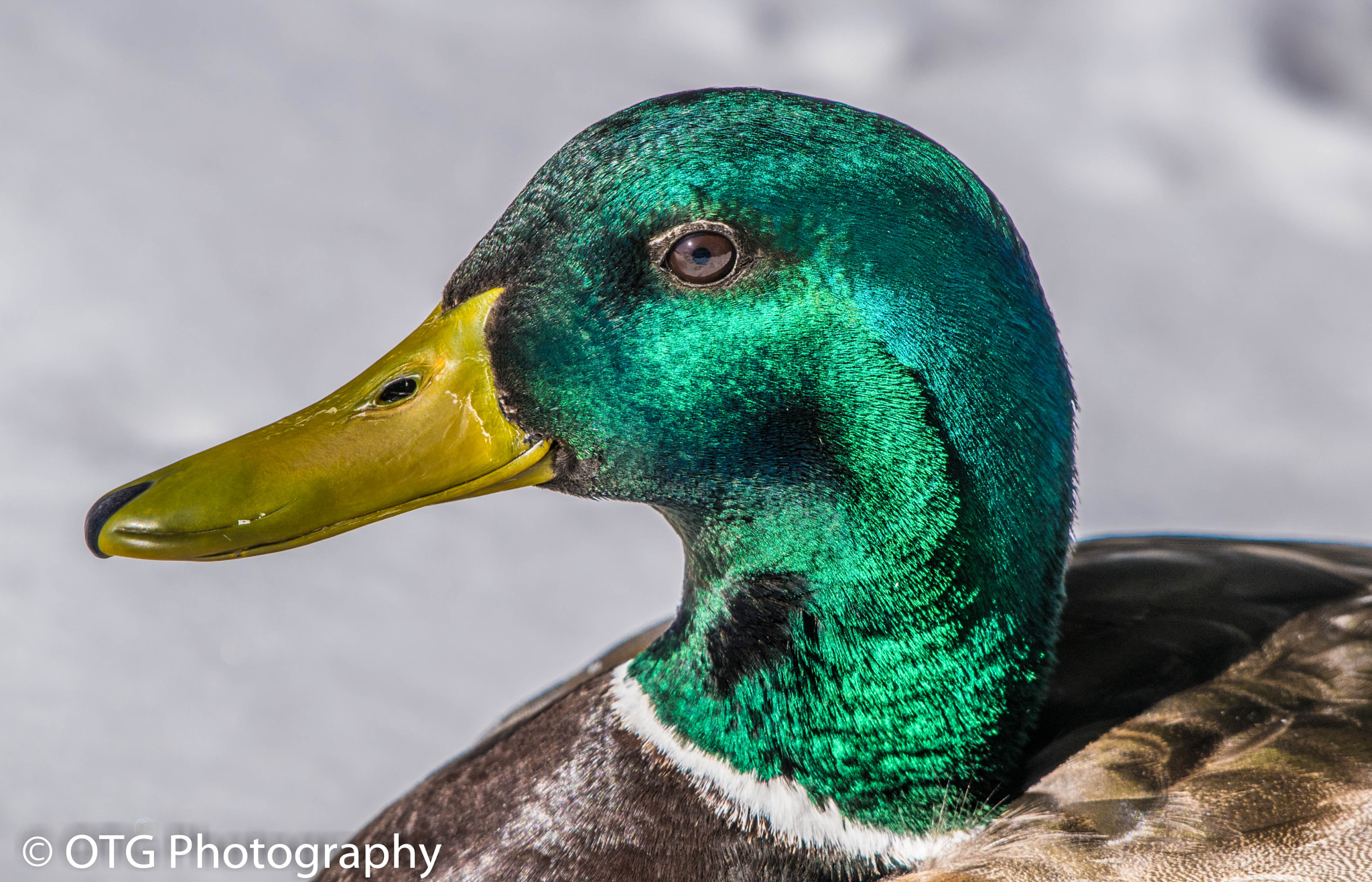 Nikon D3300 + Nikon AF-S Nikkor 200-500mm F5.6E ED VR sample photo. Up close mallard drake photography