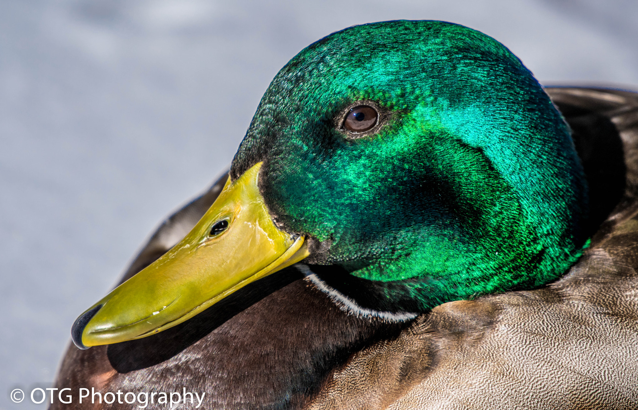 Nikon AF-S Nikkor 200-500mm F5.6E ED VR sample photo. Drake from the side angle photography