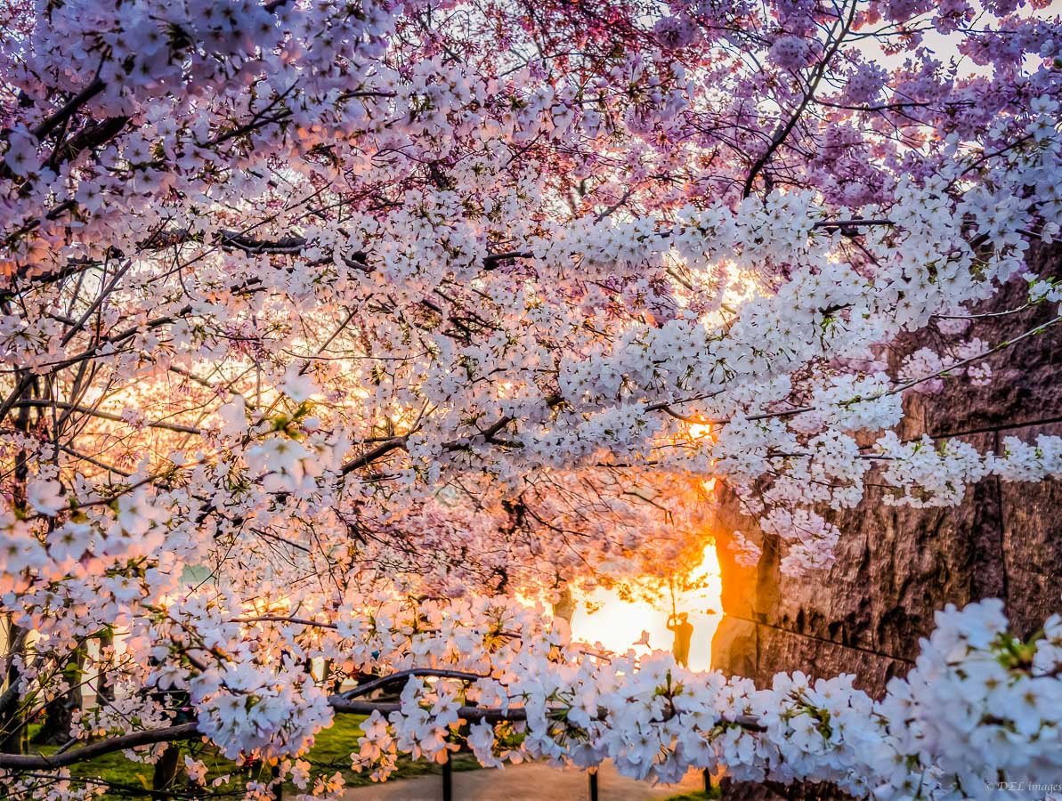 Panasonic Lumix DMC-GX7 + Panasonic Lumix G 20mm F1.7 ASPH sample photo. Cherry blossom explosion.jpg photography