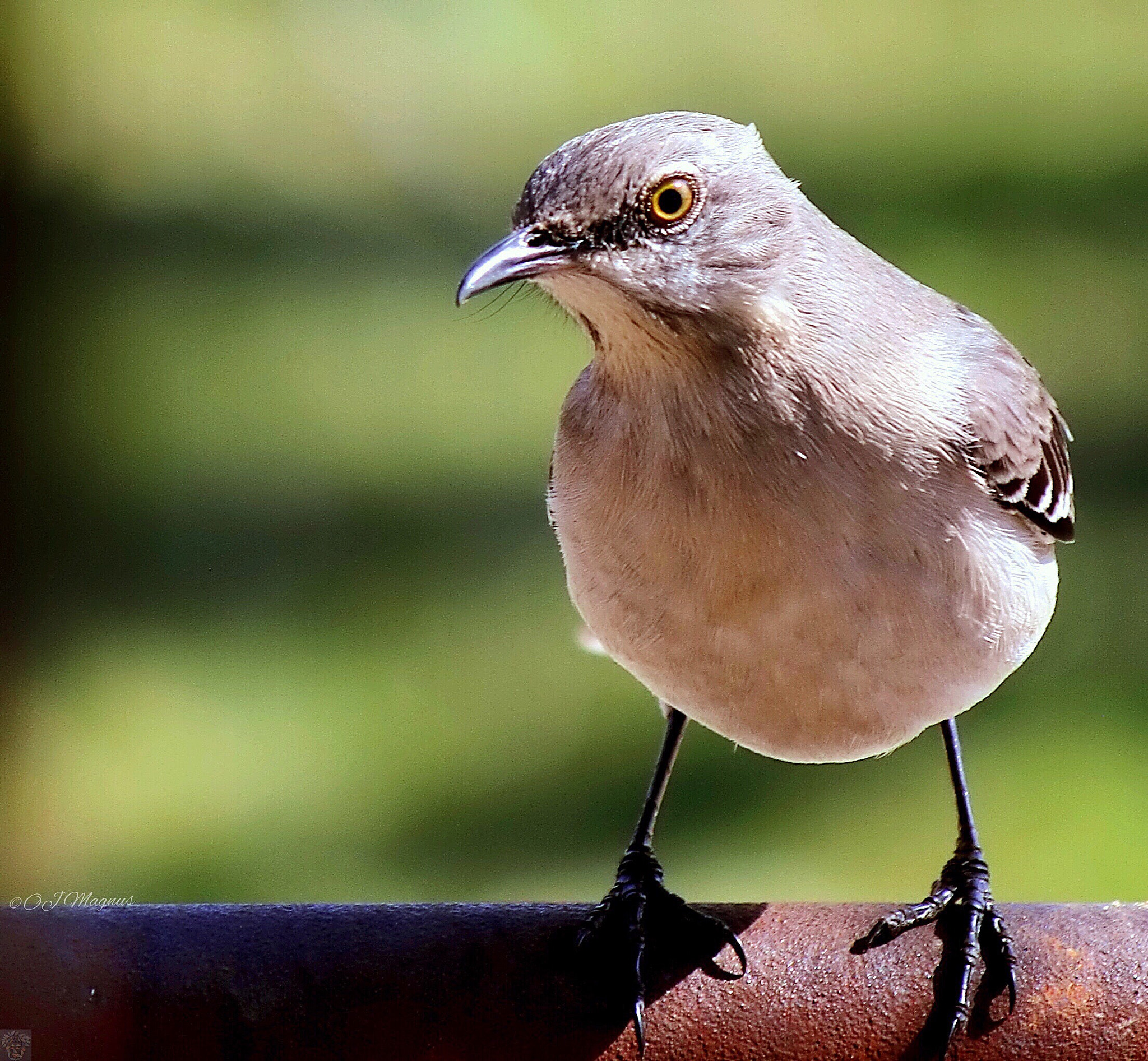 Canon EF-S 55-250mm F4-5.6 IS II sample photo. Mockingbird stare photography