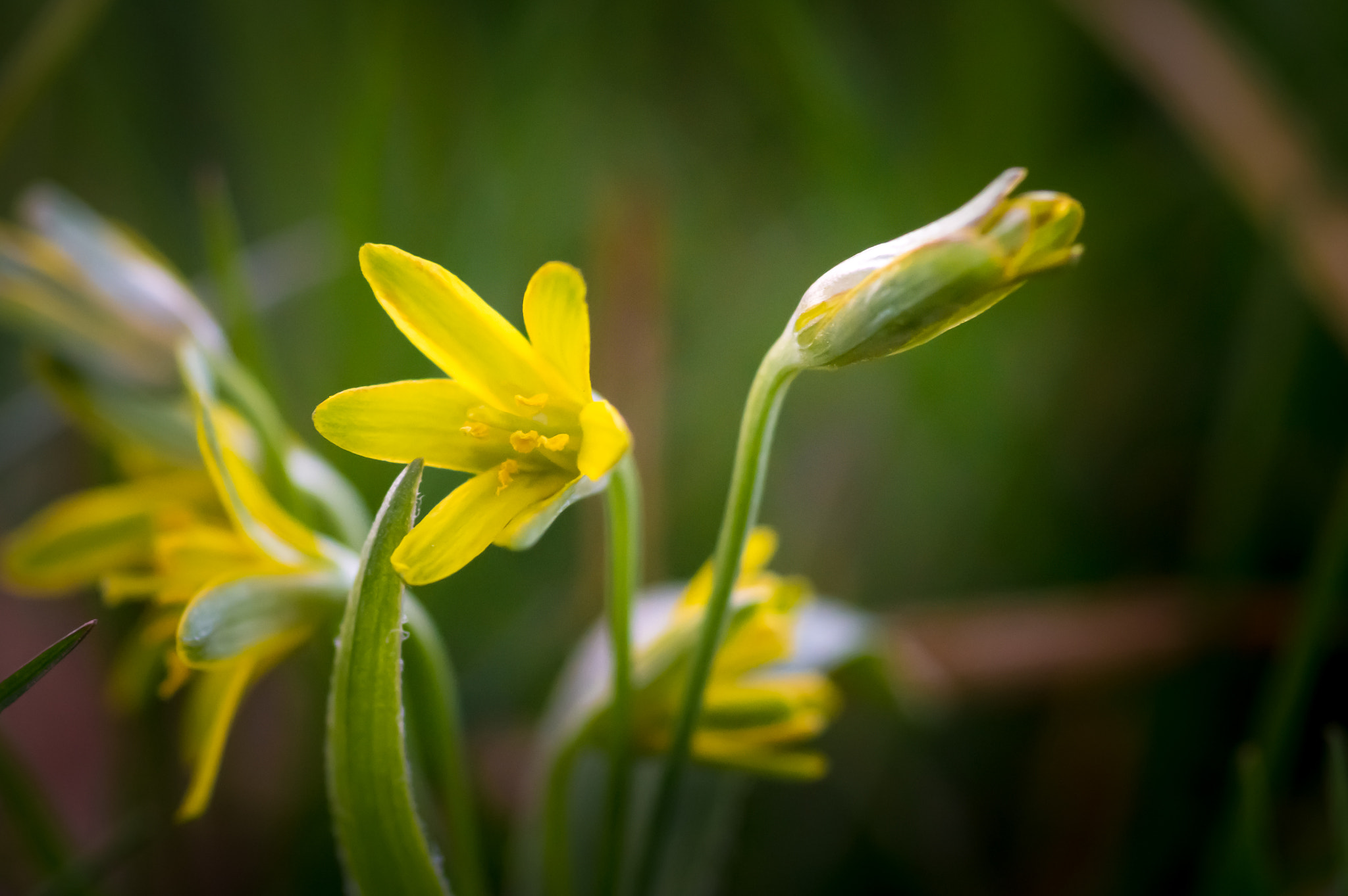 Sony SLT-A58 + Minolta AF 100mm F2.8 Macro [New] sample photo. Spring flower photography