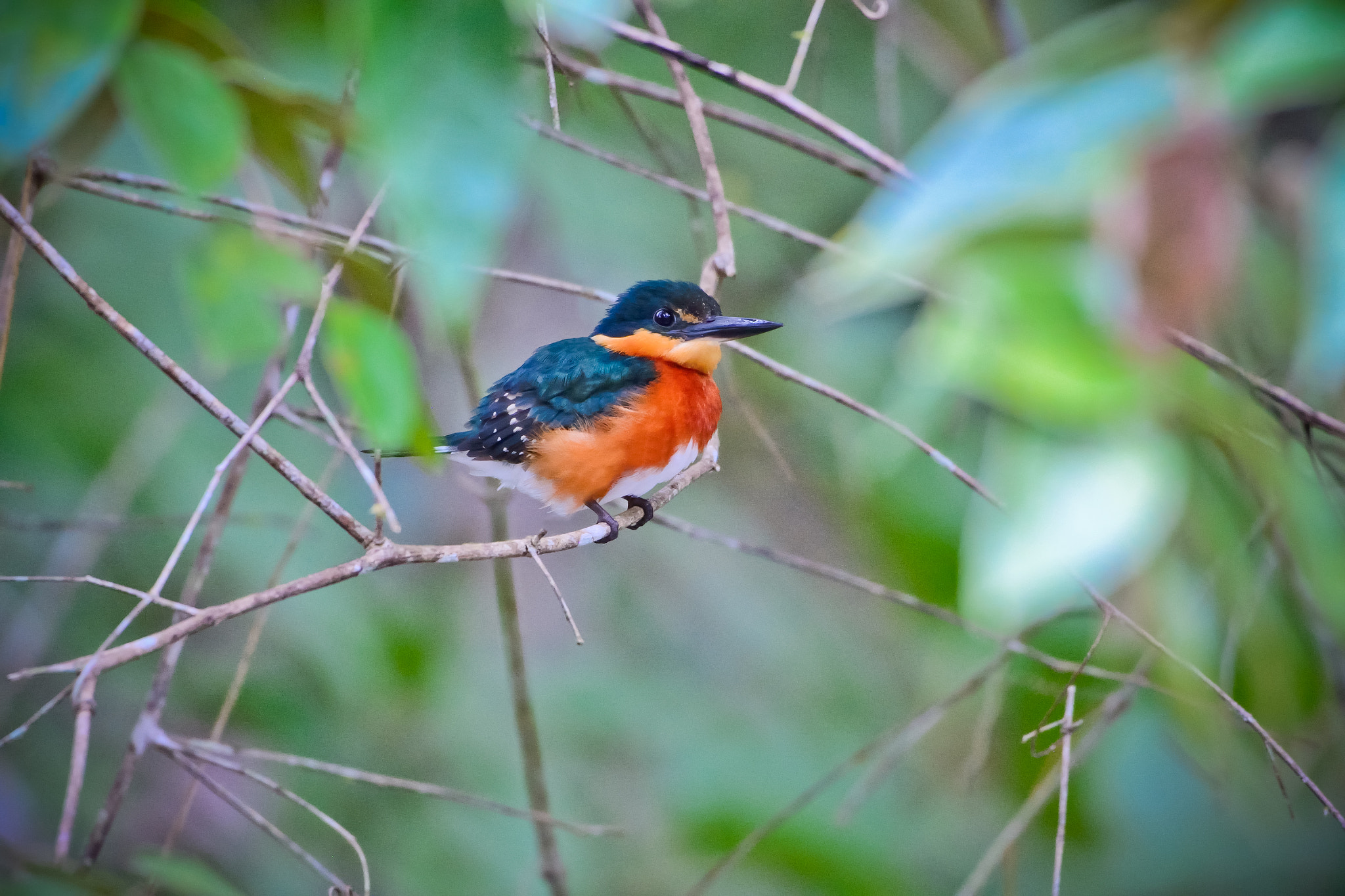 AF Zoom-Nikkor 35-80mm f/4-5.6D sample photo. Pygmy kingfisher photography