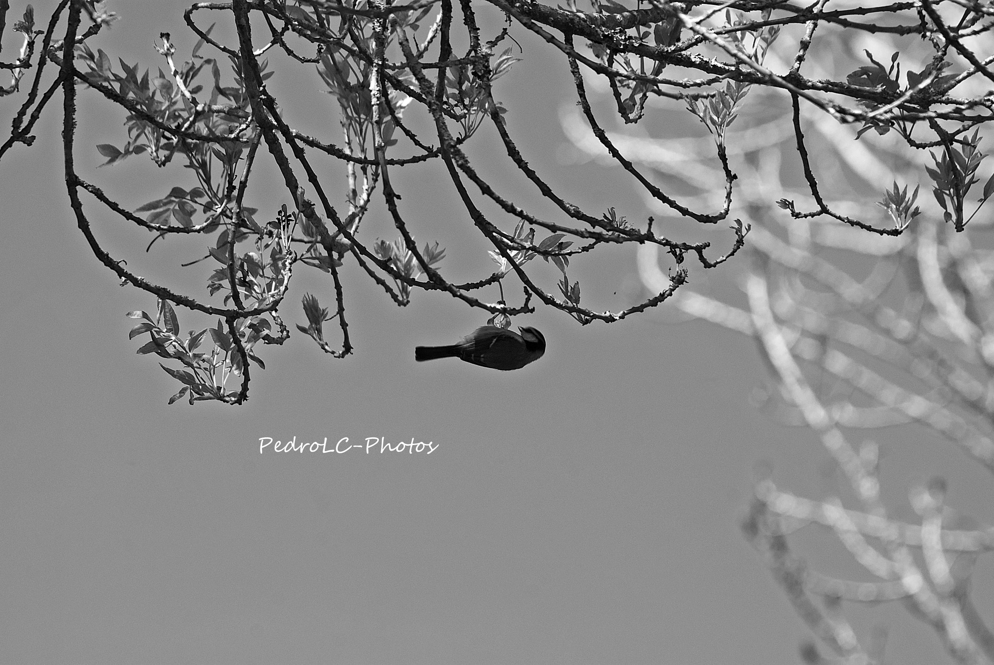 Nikon D80 + Sigma 70-300mm F4-5.6 DG OS sample photo. Chapim-azul ao contrário photography