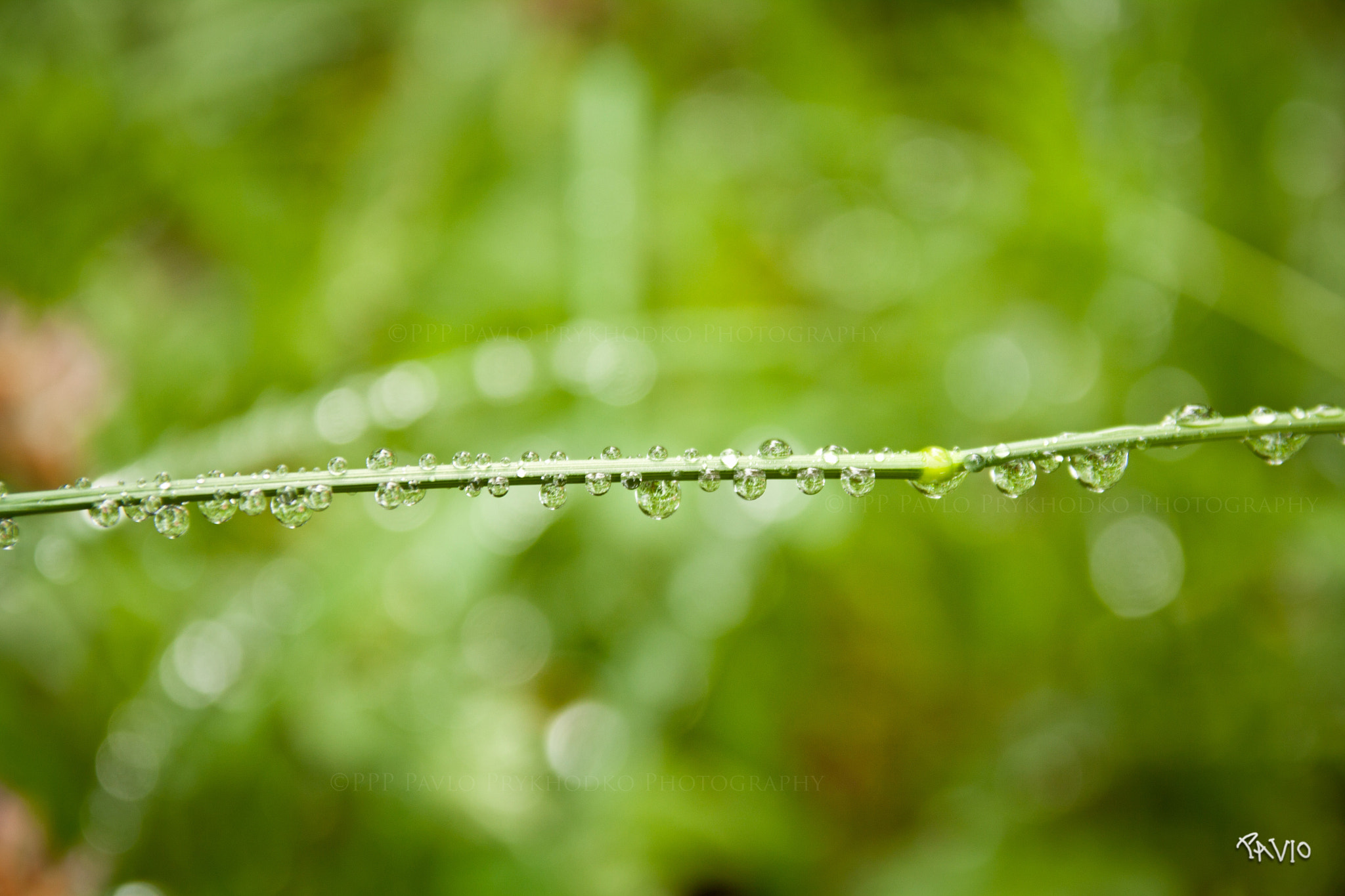 Sigma 17-70mm F2.8-4 DC Macro OS HSM sample photo. Dew bubble bridge photography