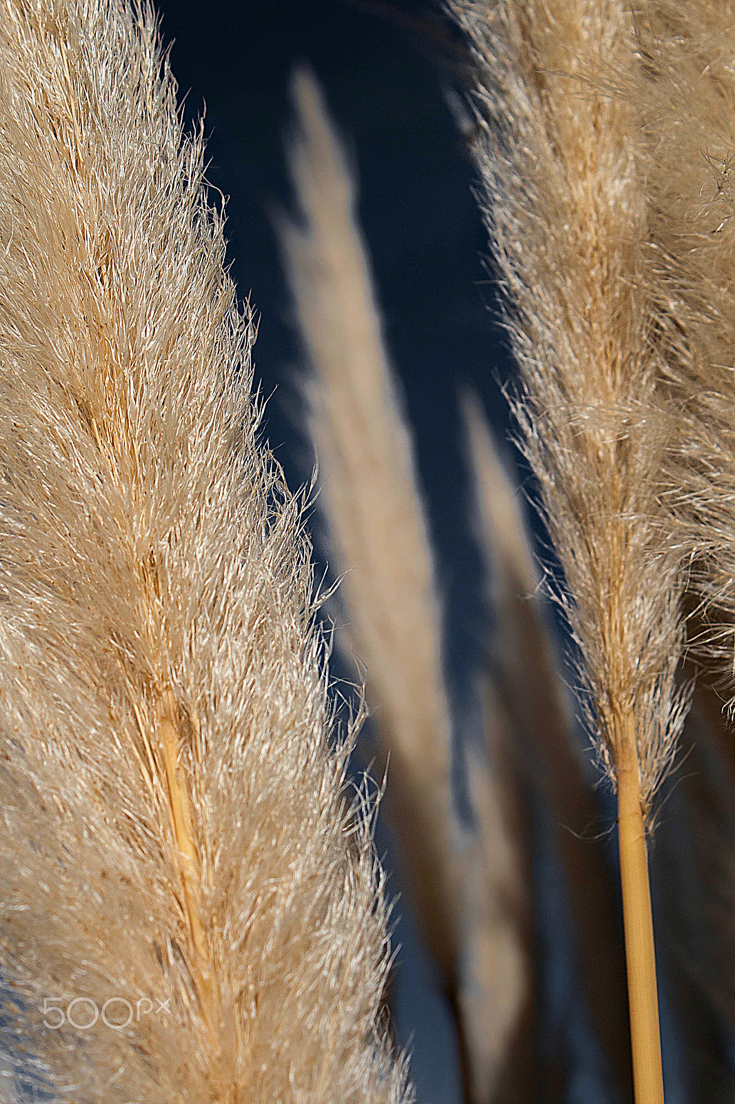 Canon EOS 400D (EOS Digital Rebel XTi / EOS Kiss Digital X) sample photo. ...ears... photography