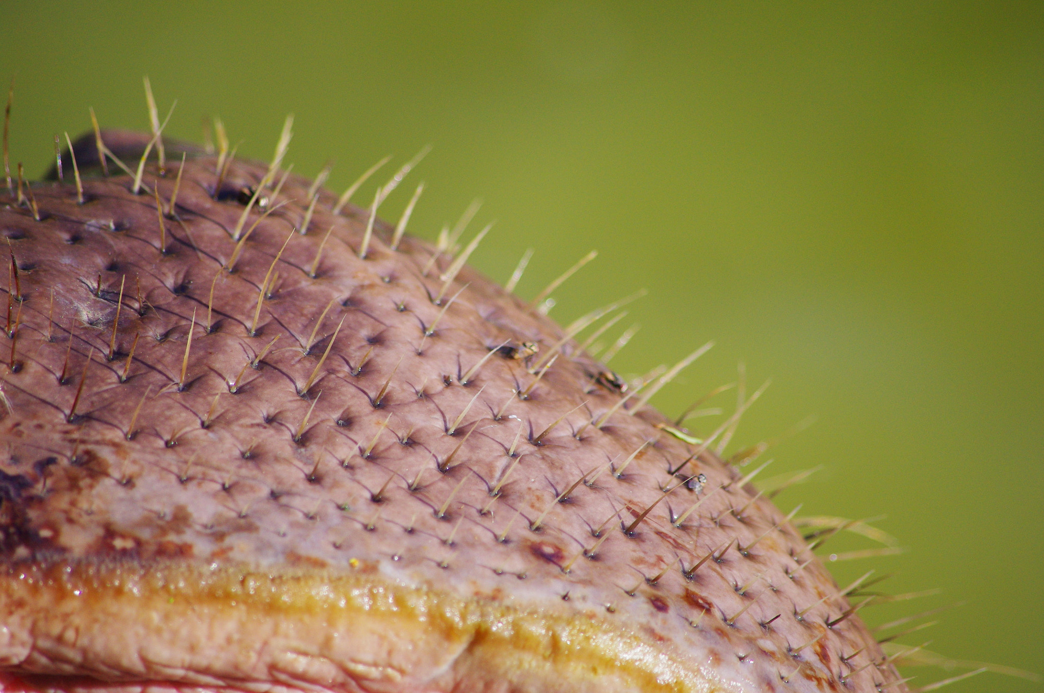 Pentax K-x sample photo. Hippo whiskers photography
