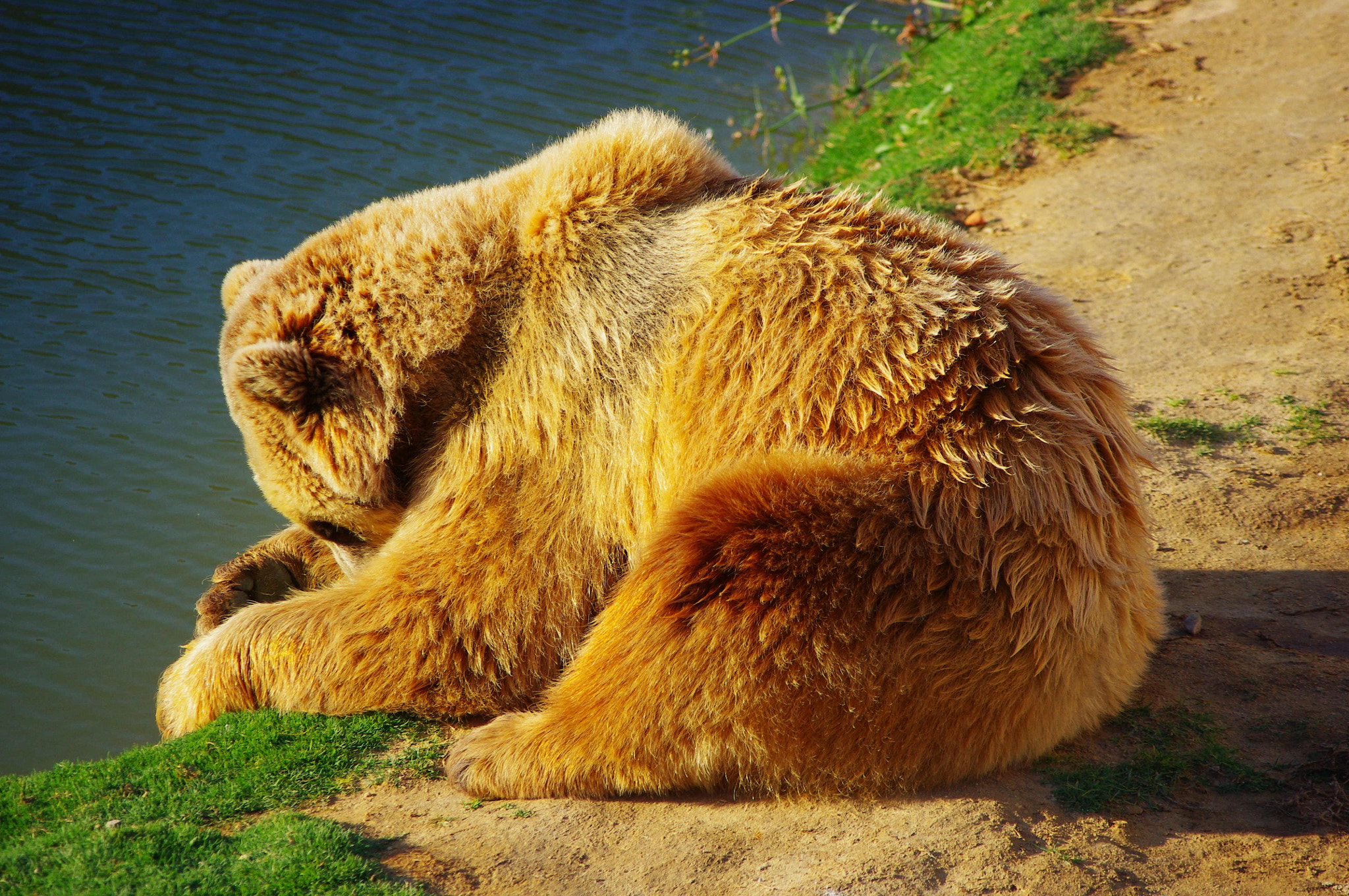 Pentax K-x sample photo. Golden bear photography