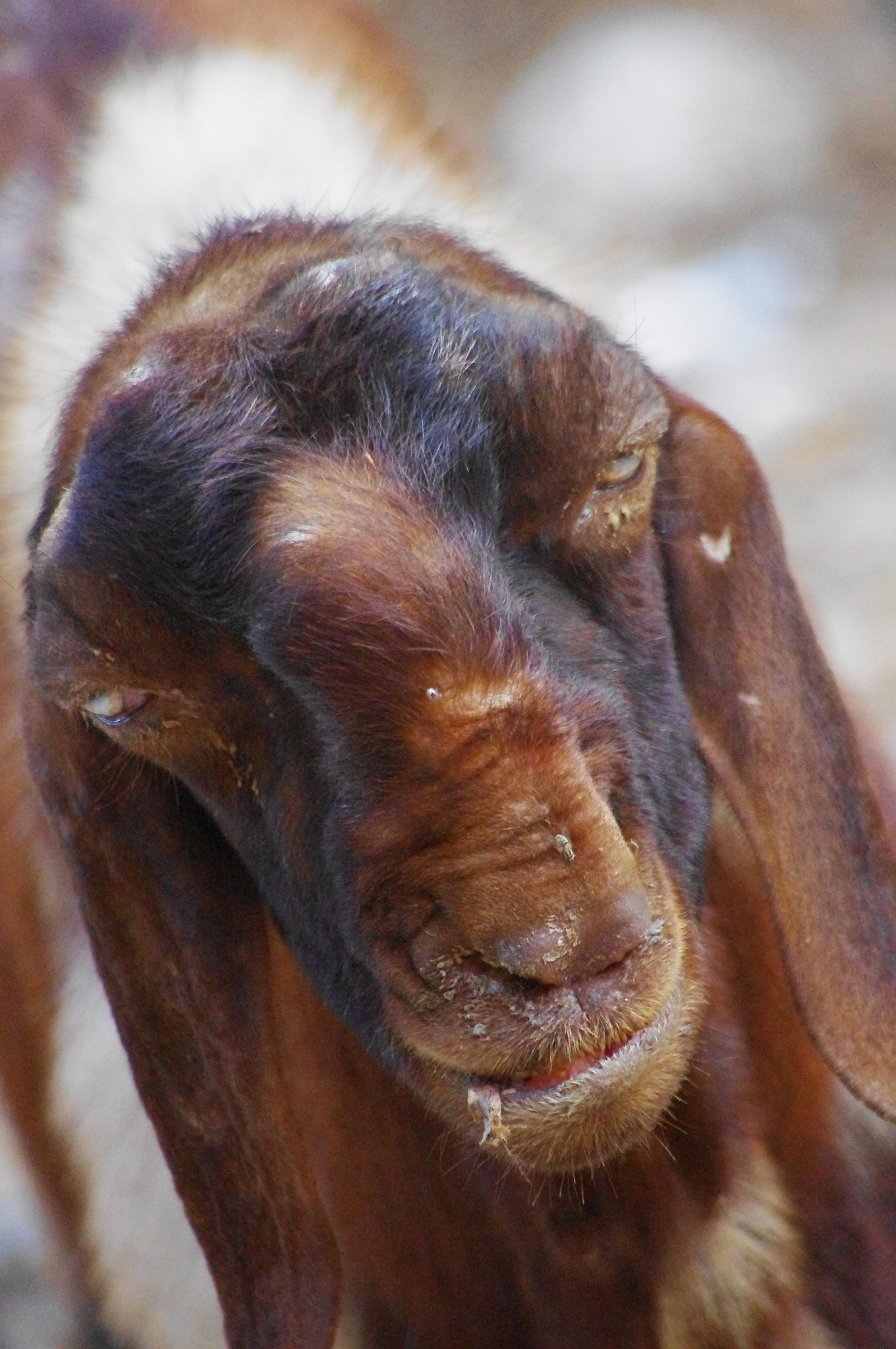 Pentax K-x sample photo. Ugly goat photography