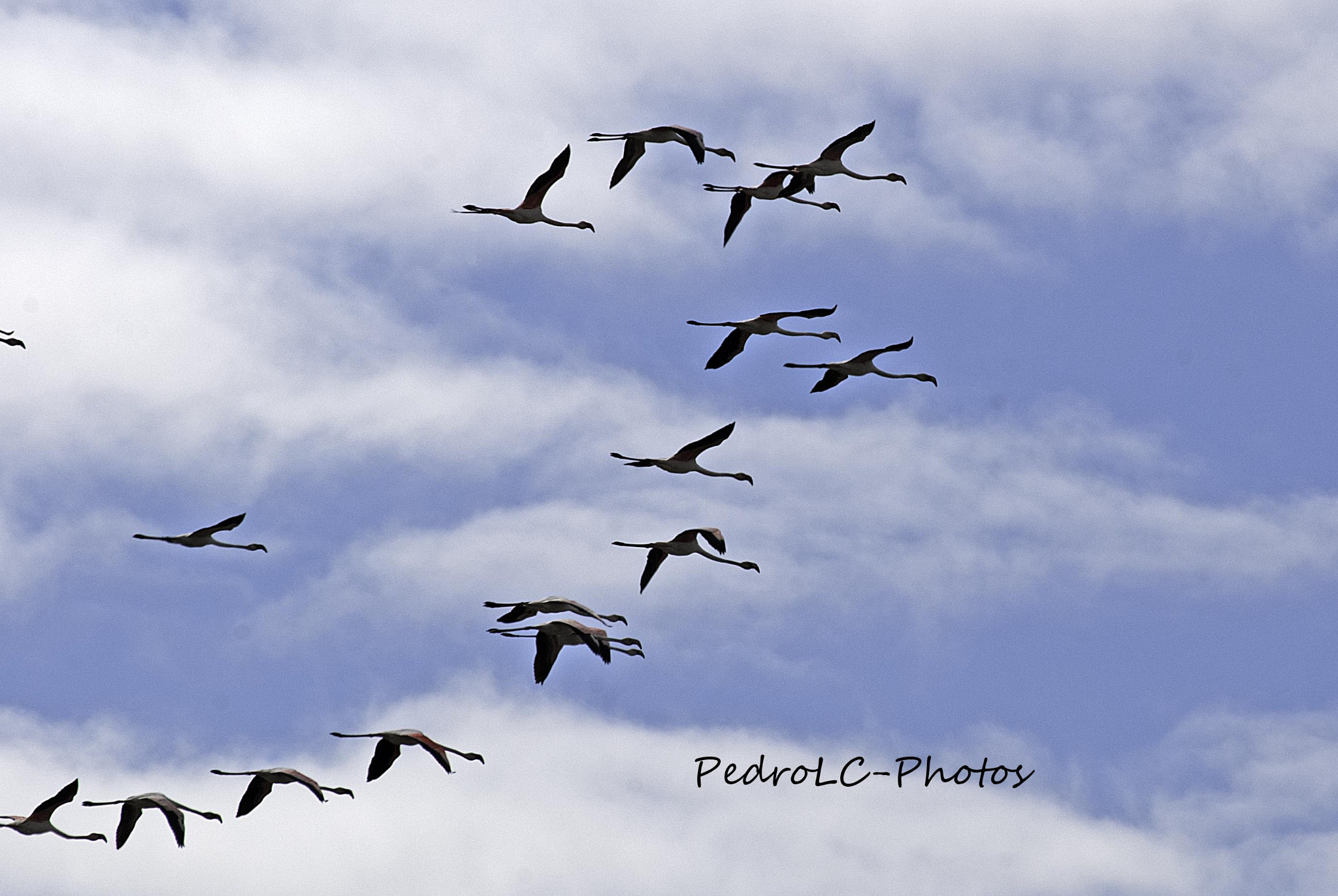 Nikon D80 + Sigma 70-300mm F4-5.6 DG OS sample photo. Flamingos photography