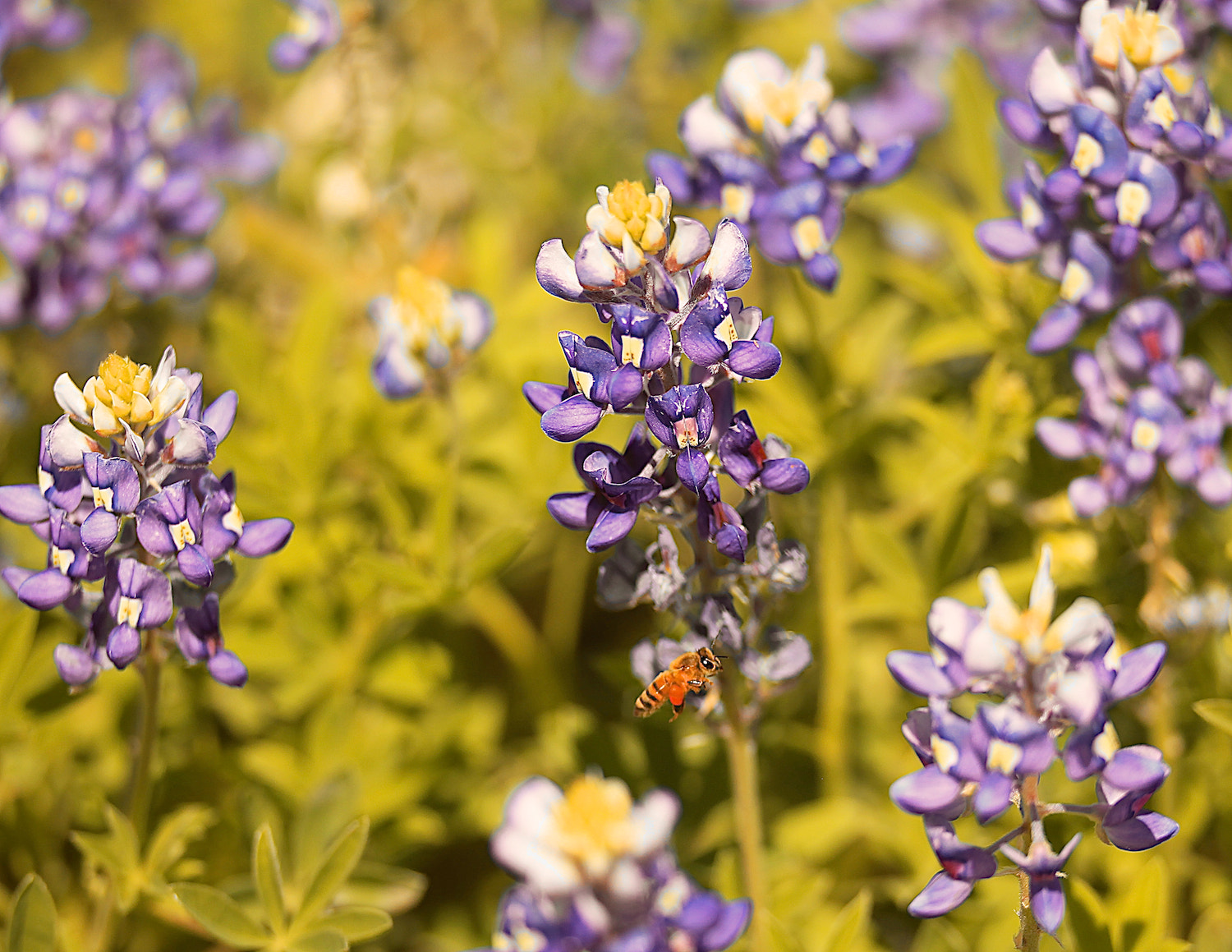 Canon EOS-1D Mark IV + Canon EF 180mm F3.5L Macro USM sample photo. Blue bonnets and bee photography