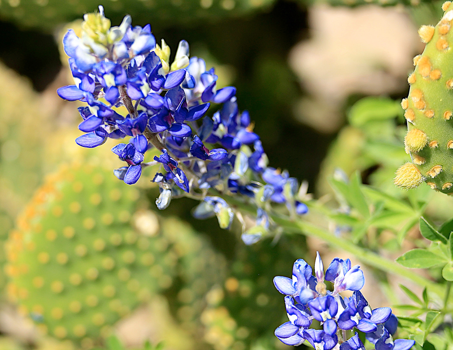 Canon EOS-1D Mark IV + Canon EF 180mm F3.5L Macro USM sample photo. Blue bonnet and cacti photography