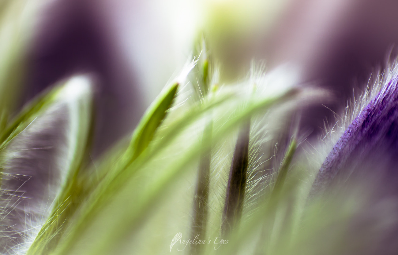 100mm F2.8 G SSM OSS sample photo. Strolling through the meadow photography
