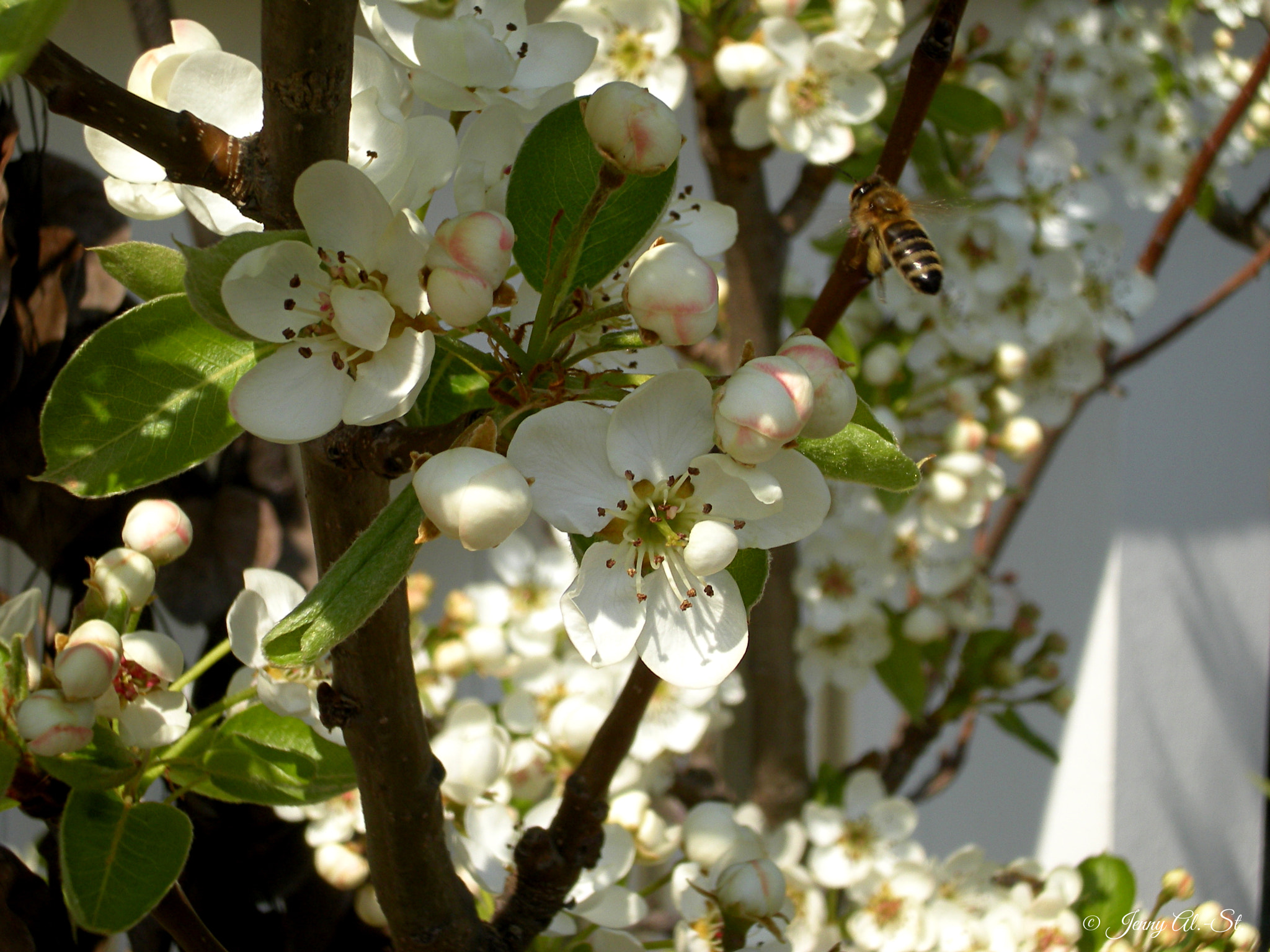 Nikon Coolpix S210 sample photo. Spring is almost here photography