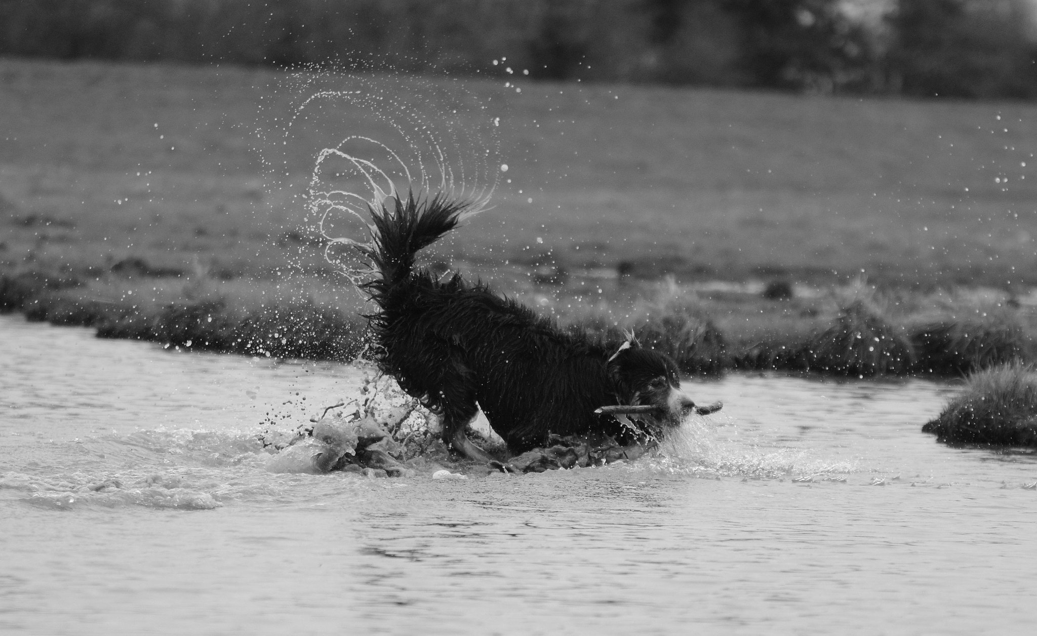 Sigma 70-200mm F2.8 EX DG OS HSM sample photo. Wet tail! photography