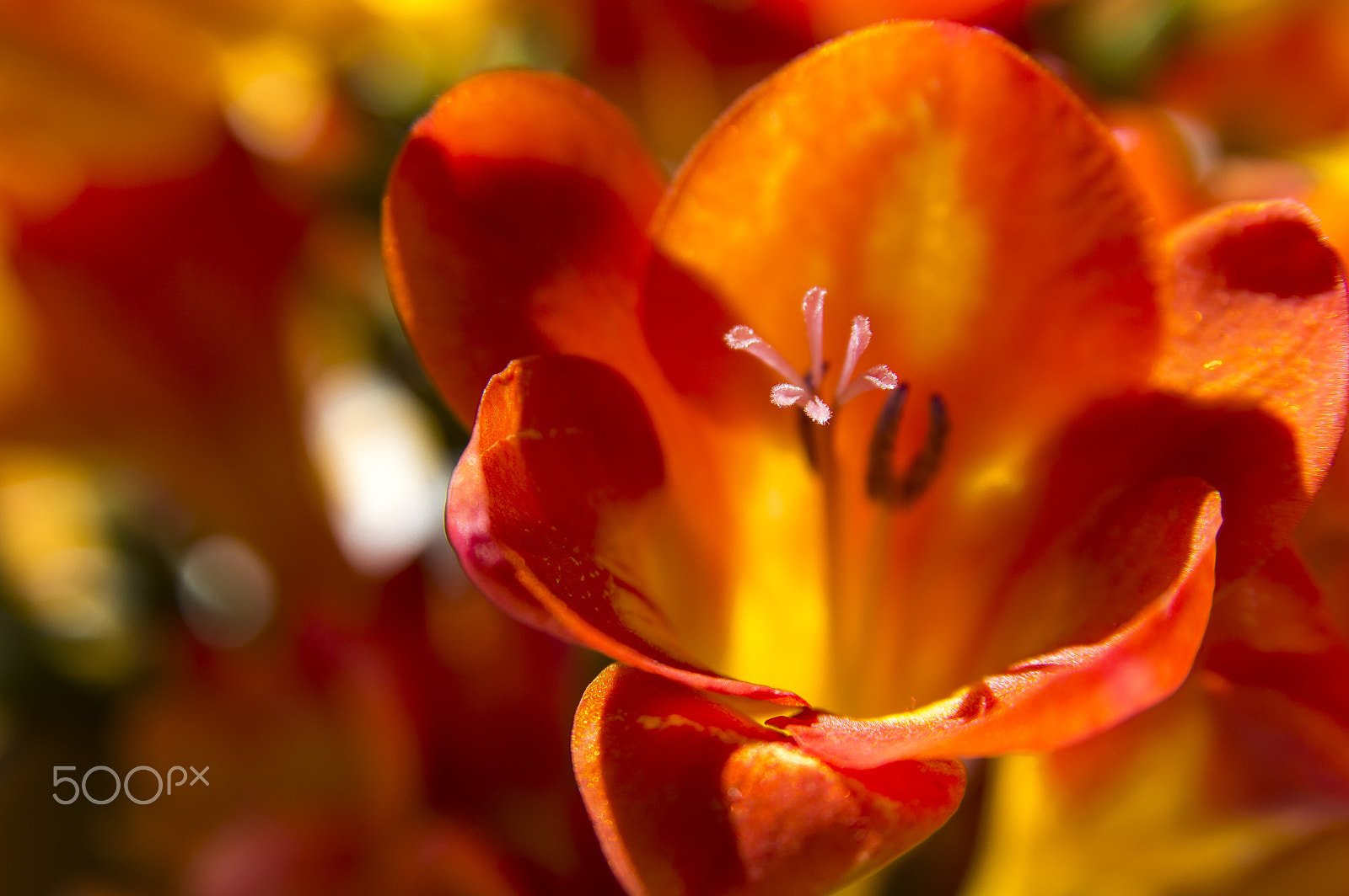 Nikon D3200 + Sigma 17-70mm F2.8-4.5 DC Macro Asp. IF sample photo. Freesia photography