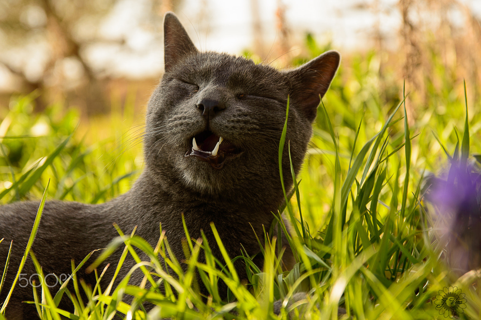 Sigma 17-70mm F2.8-4 DC Macro OS HSM | C sample photo. Happiness is free photography
