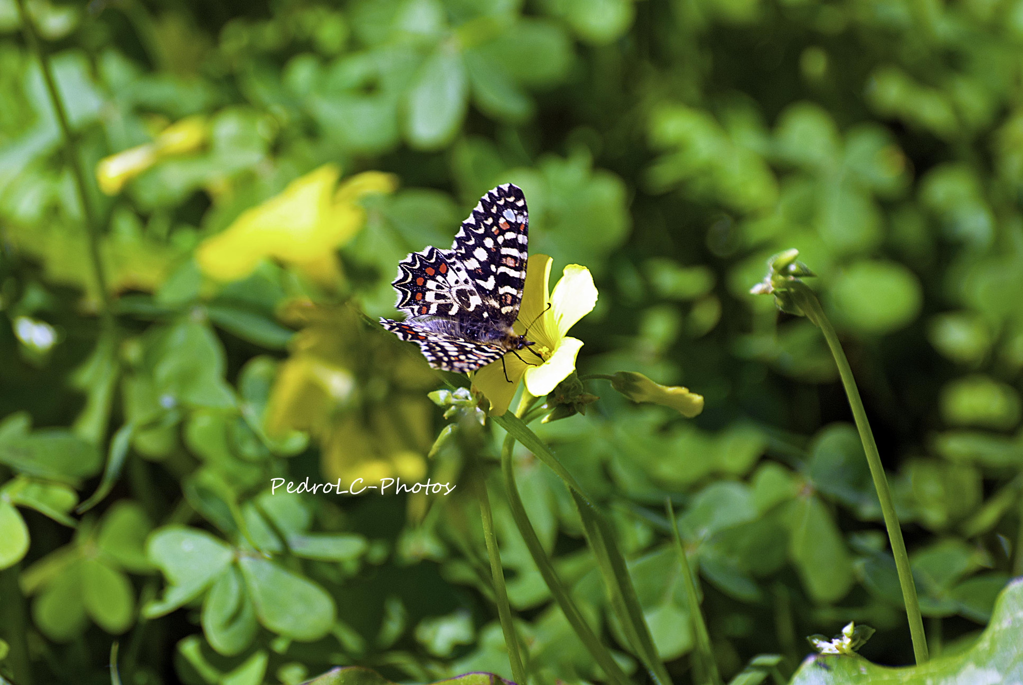 Nikon D80 + Sigma 70-300mm F4-5.6 DG OS sample photo. Borboleta photography