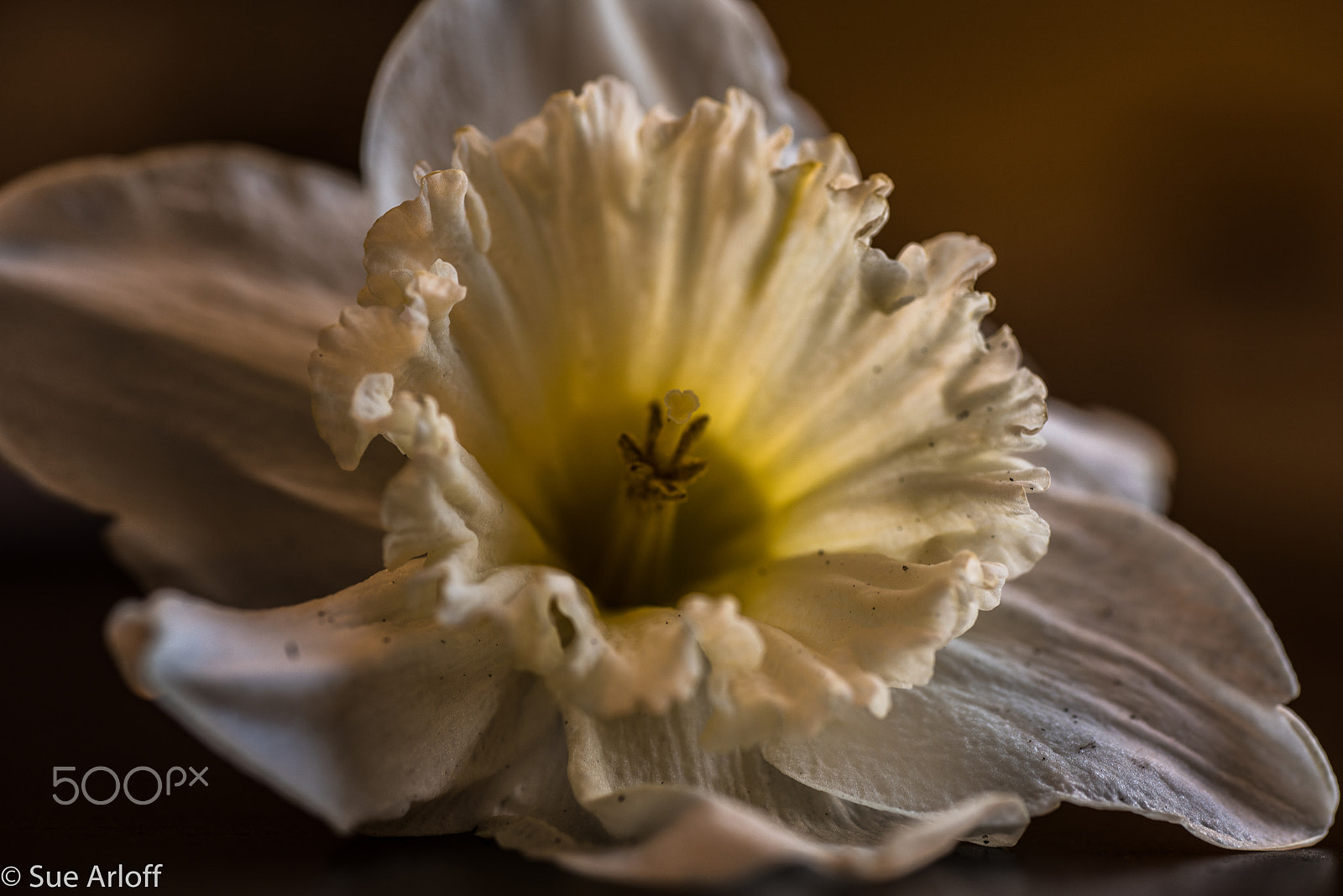 Nikon D810 + Tamron SP 90mm F2.8 Di VC USD 1:1 Macro sample photo. Daffodil photography