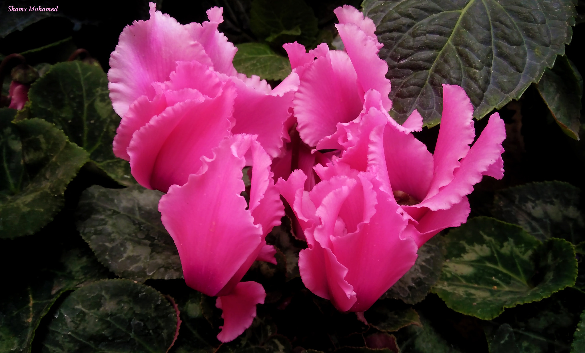 OPPO R7 Lite sample photo. Beauty photography