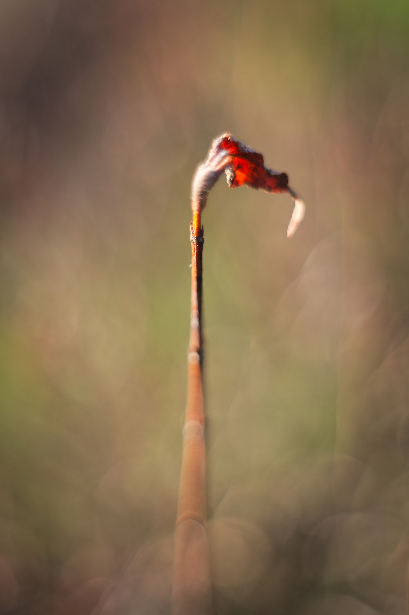 Manual Lens No CPU sample photo. Flag photography