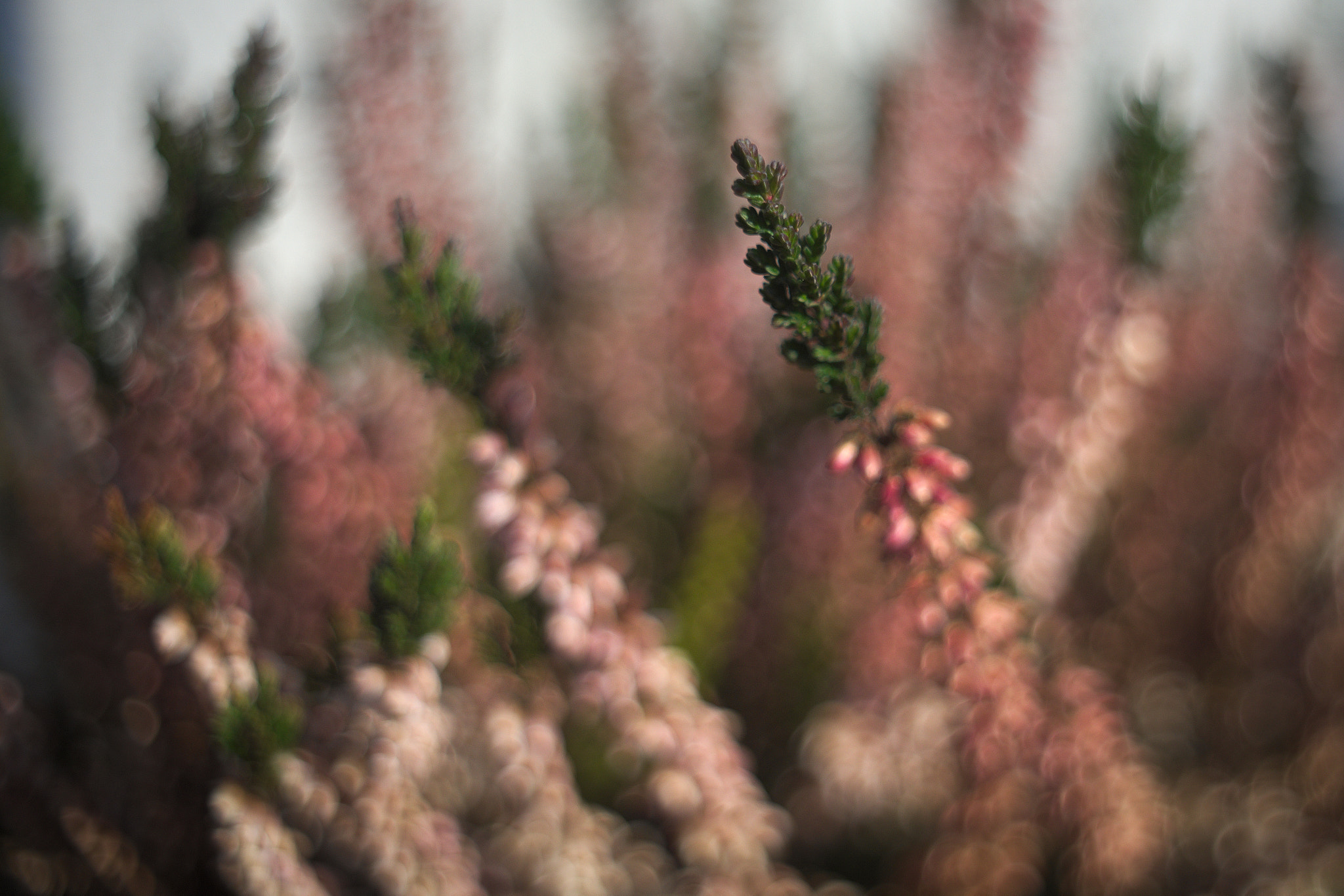 Manual Lens No CPU sample photo. Spring 5 photography