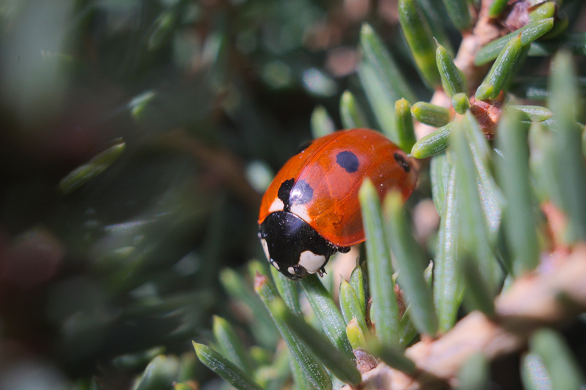 Nikon D610 + Manual Lens No CPU sample photo. Ladybug photography