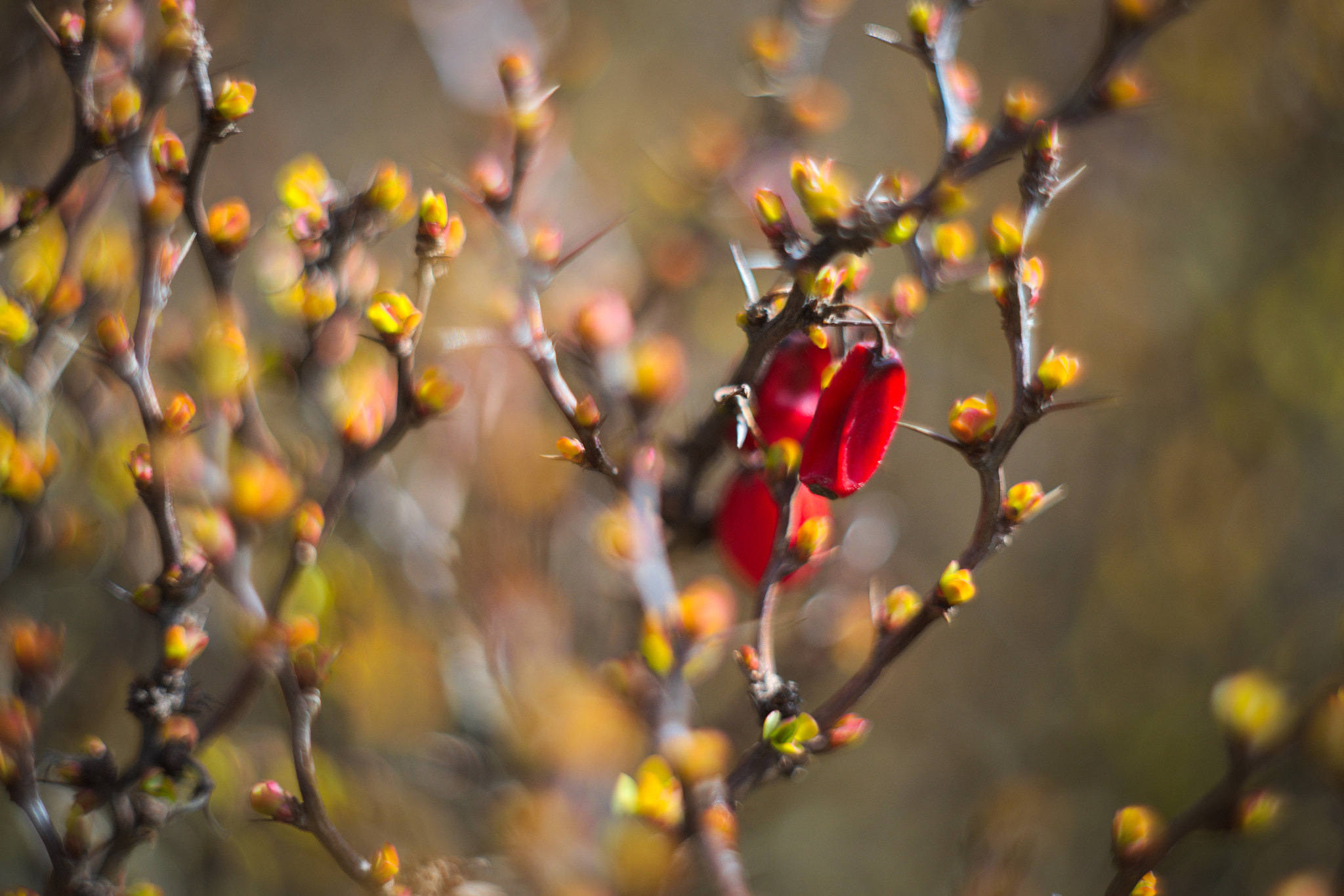 Manual Lens No CPU sample photo. Spring 4 photography