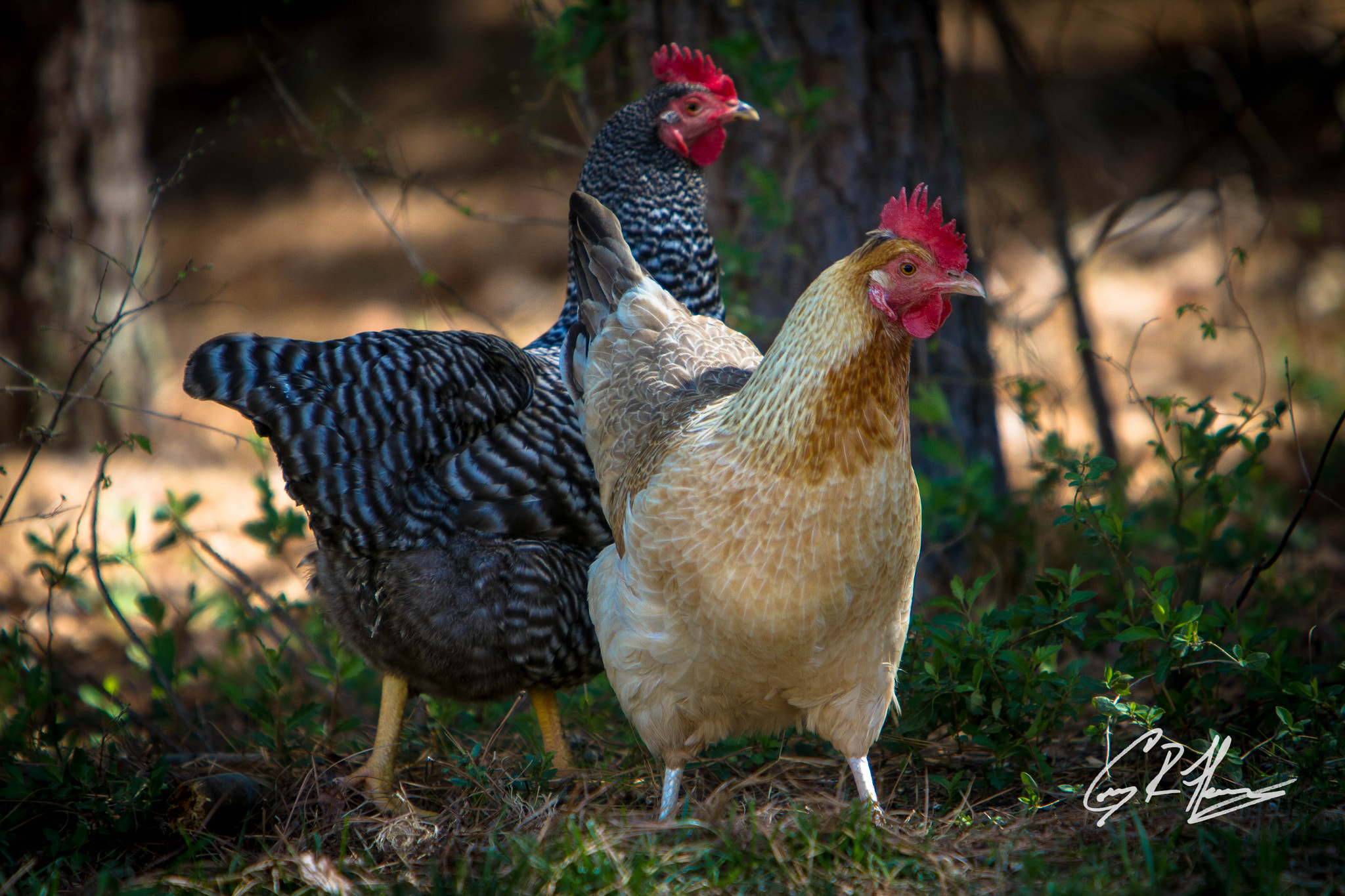 Canon EF 70-200mm F2.8L IS USM sample photo