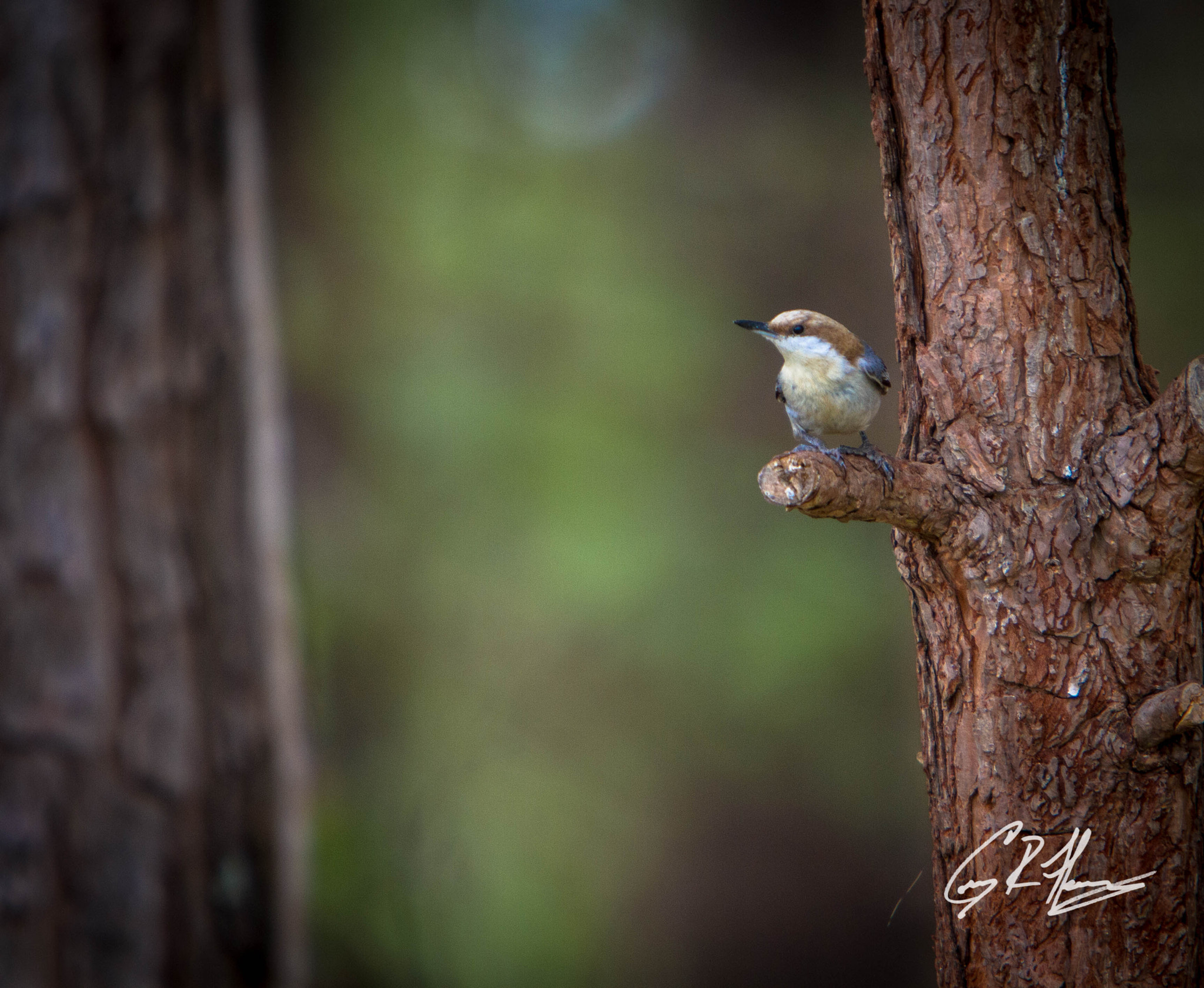 Canon EOS 7D + Canon EF 70-200mm F2.8L IS USM sample photo. Brown-headed nuthatch photography
