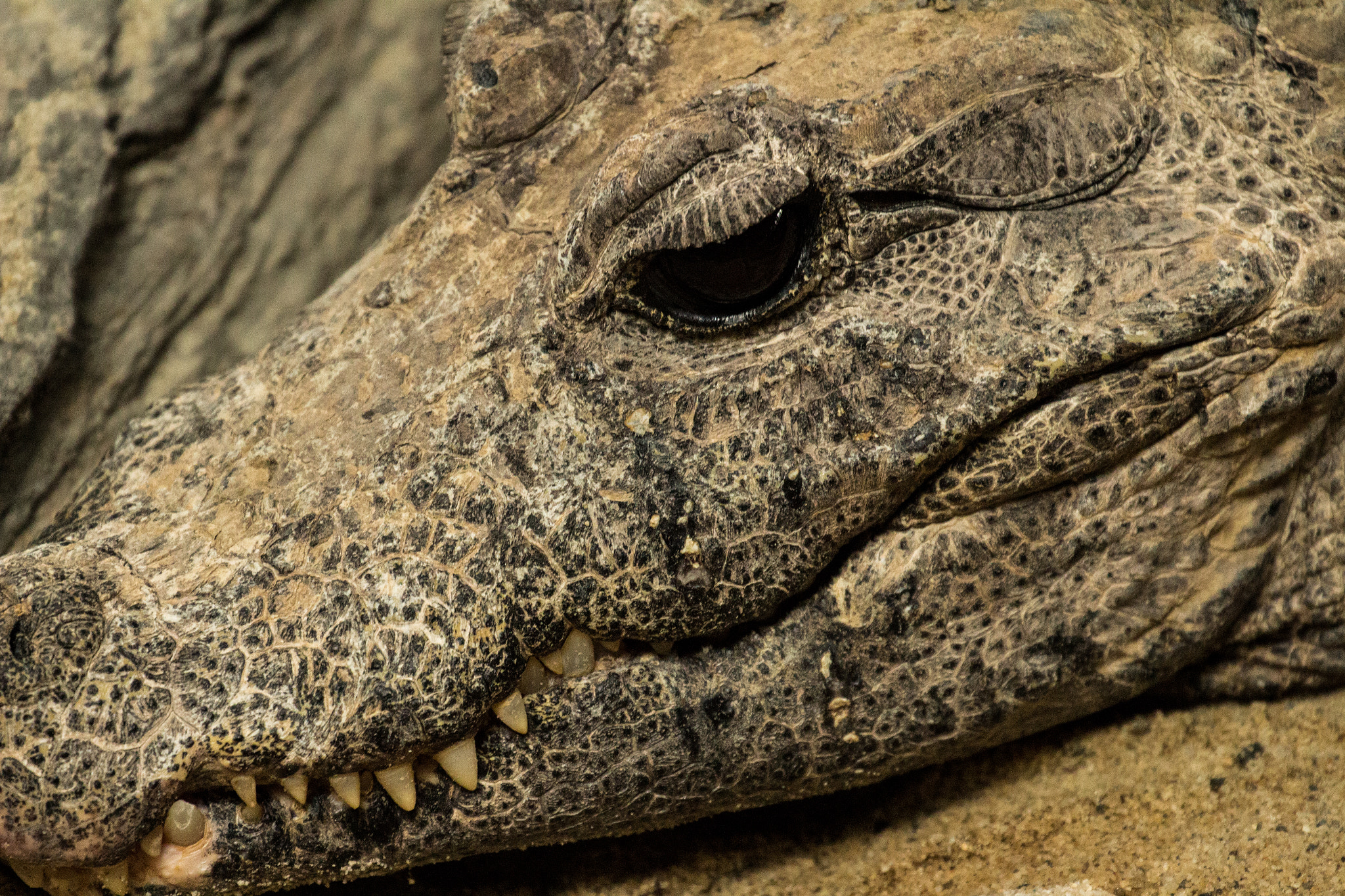 Canon EF 70-300mm F4-5.6L IS USM sample photo. Killer photography