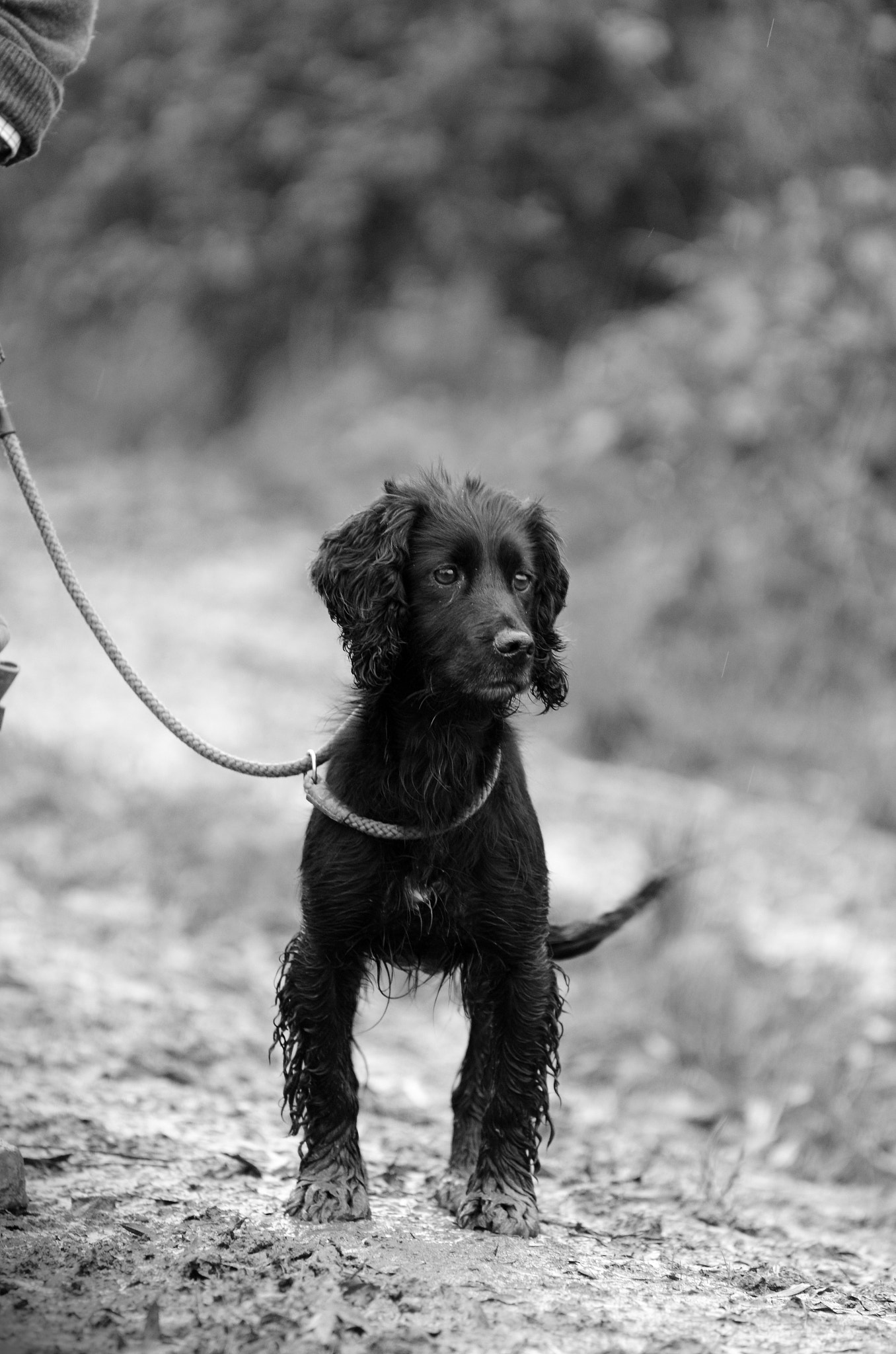 AF-S Nikkor 50mm f/1.4G + 1.4x sample photo. Gundog alert photography