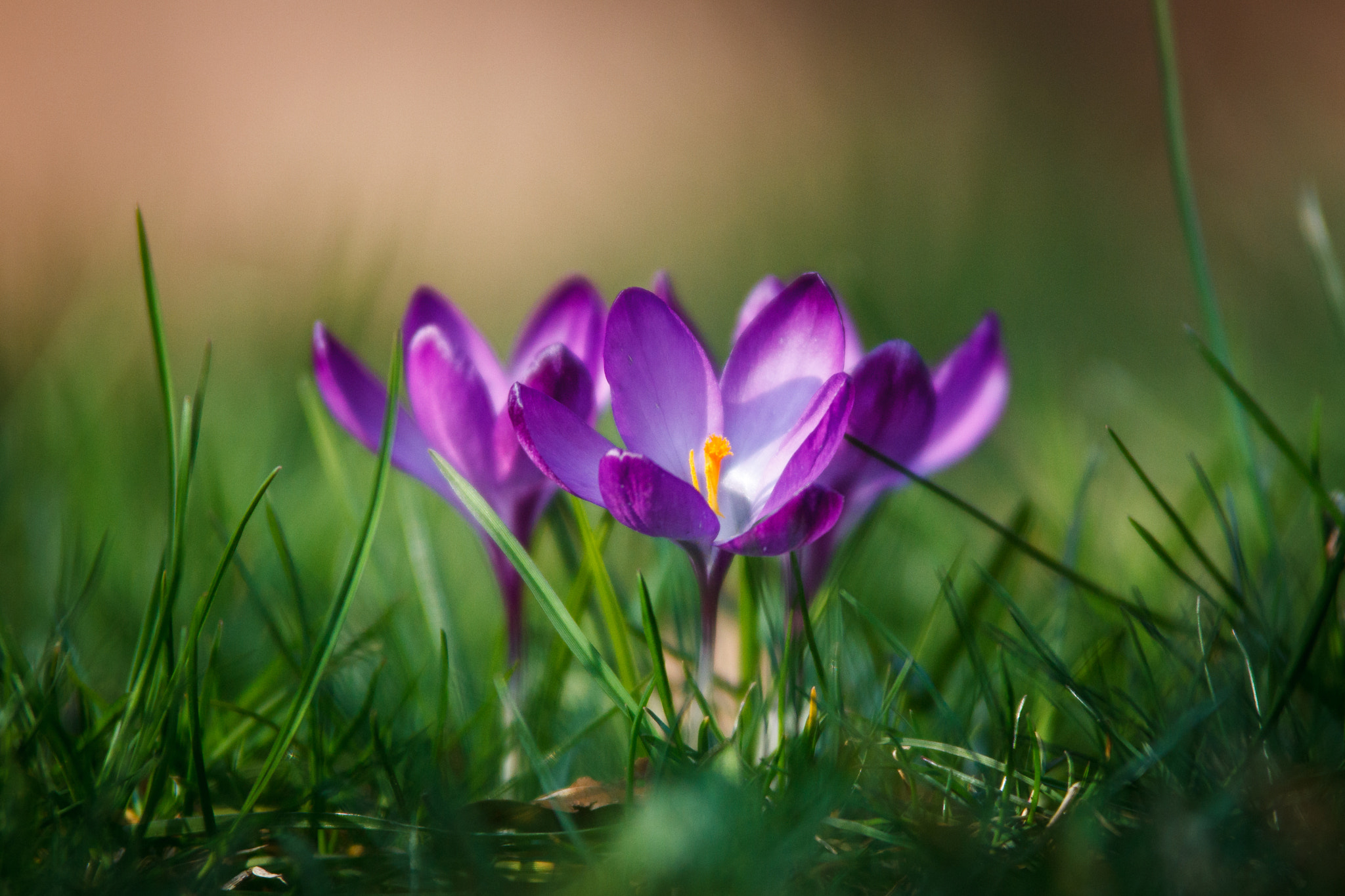 Tamron SP AF 70-200mm F2.8 Di LD (IF) MACRO sample photo. Spring is there photography