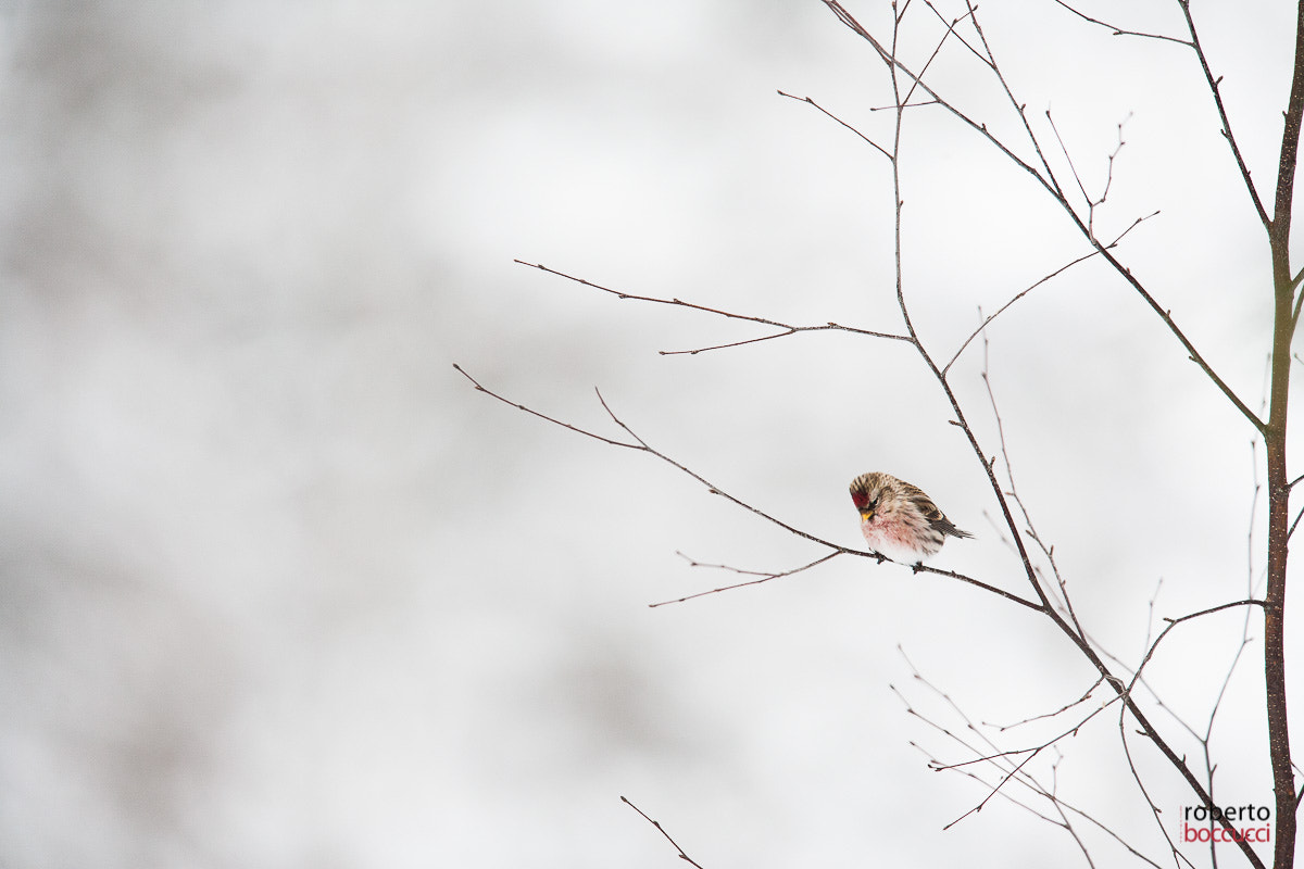 Canon EOS 5D + Canon EF 300mm F2.8L IS USM sample photo. Arctic redpoll photography