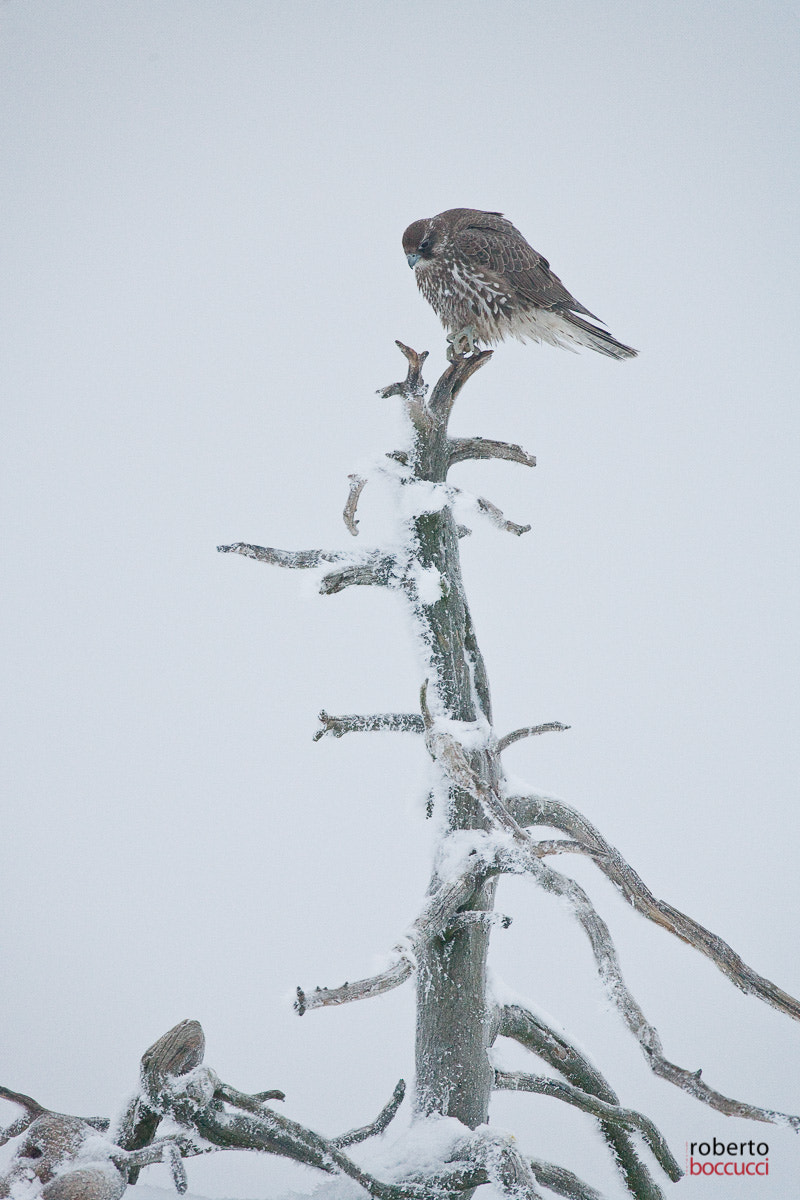 Canon EOS 5D + Canon EF 300mm F2.8L IS USM sample photo. Gyrfalcon photography