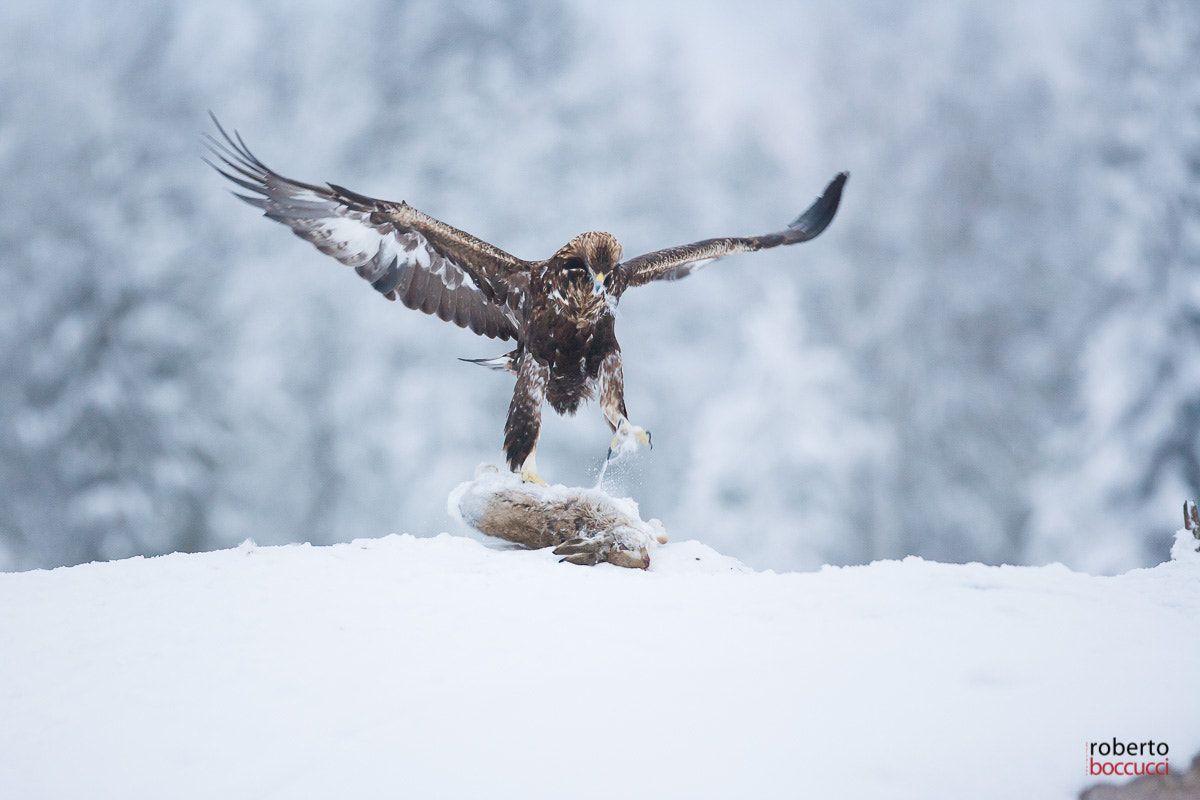 Canon EOS 5D + Canon EF 300mm F2.8L IS USM sample photo. Golden eagle (finland) photography