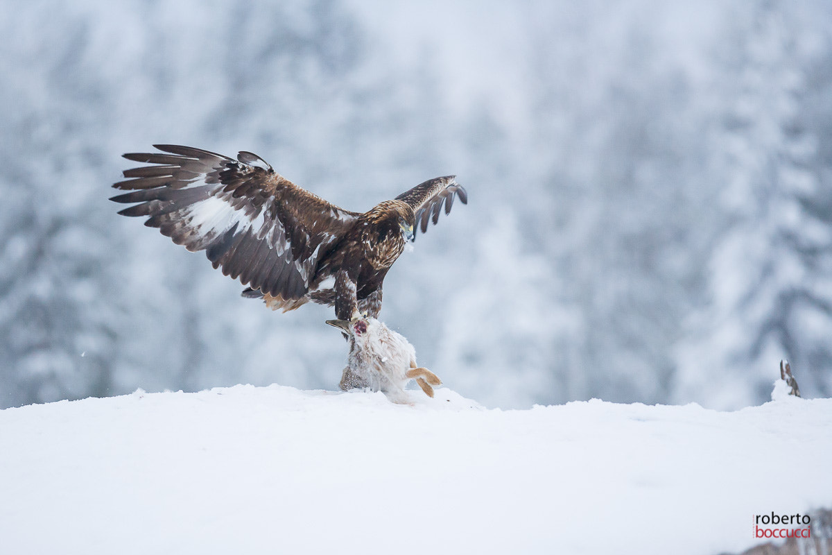 Canon EOS 5D + Canon EF 300mm F2.8L IS USM sample photo. Golden eagle (finland) photography