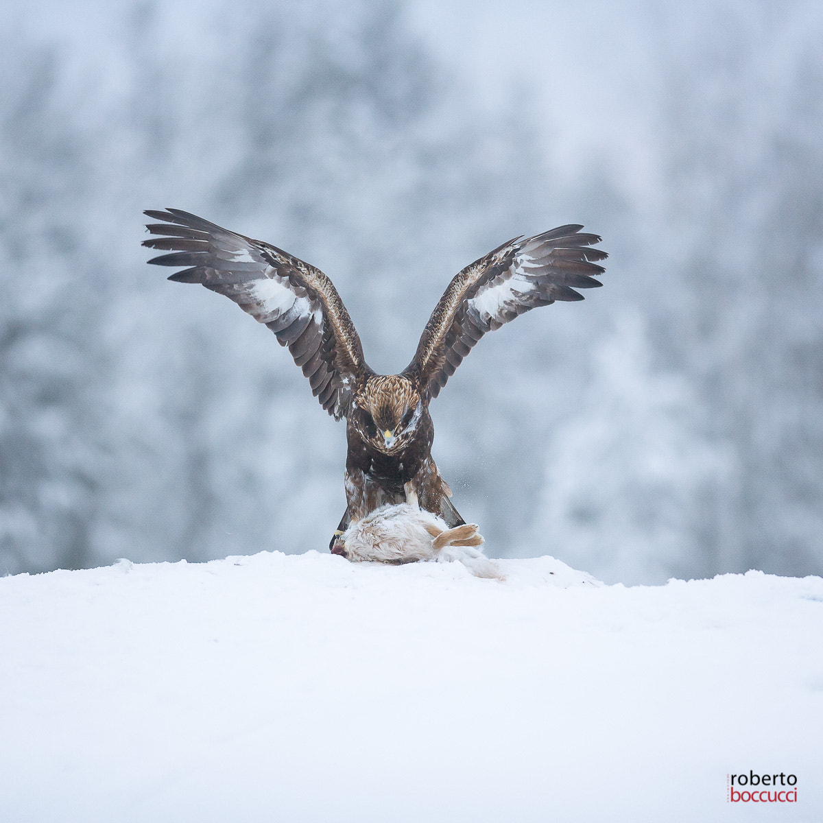 Canon EOS 5D + Canon EF 300mm F2.8L IS USM sample photo. Golden eagle (finland) photography
