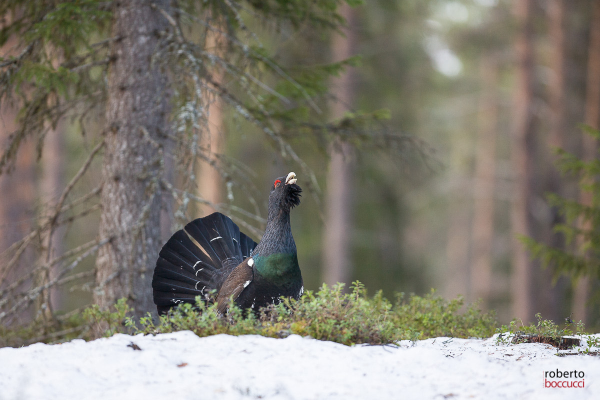Canon EOS 5D + Canon EF 300mm F2.8L IS USM sample photo. Capercaillie (sweden) photography