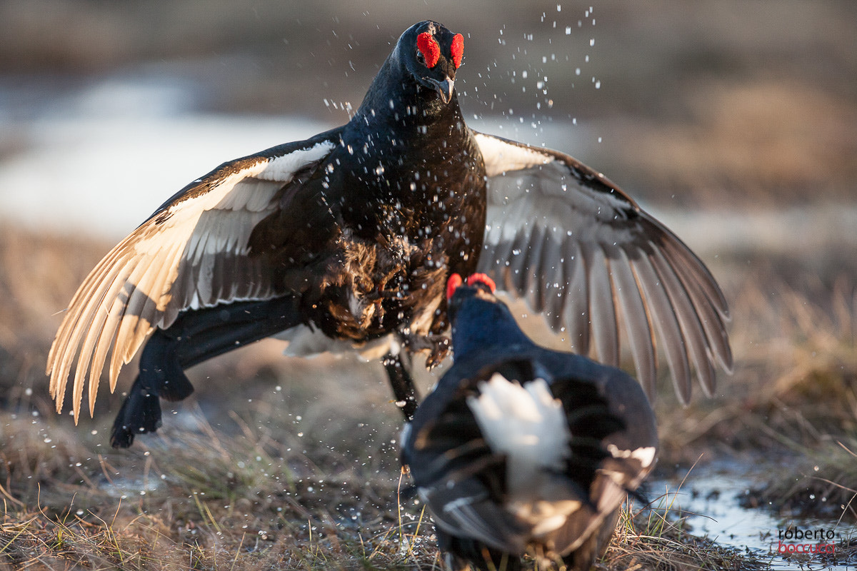 Canon EOS 5D + Canon EF 300mm F2.8L IS USM sample photo. Black grouse (sweden) photography