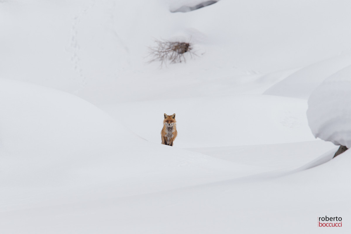 Canon EOS-1D Mark IV + Canon EF 300mm F2.8L IS USM sample photo. Red fox - valnoney photography