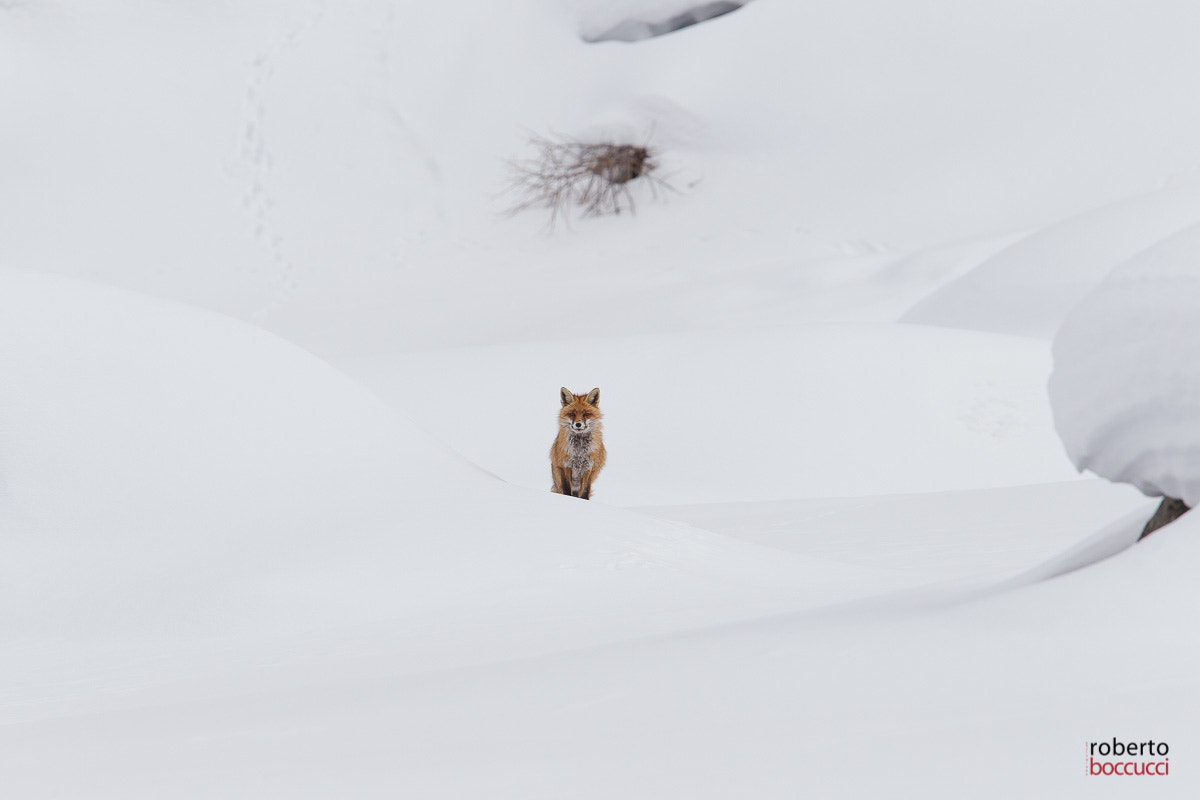 Canon EF 300mm F2.8L IS USM sample photo. Red fox - valnoney photography