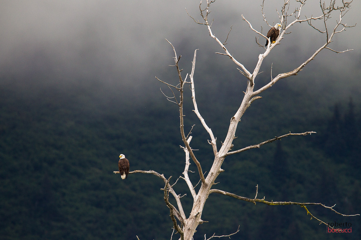 Canon EF 300mm F2.8L IS USM sample photo. Bald eagle (seward) photography