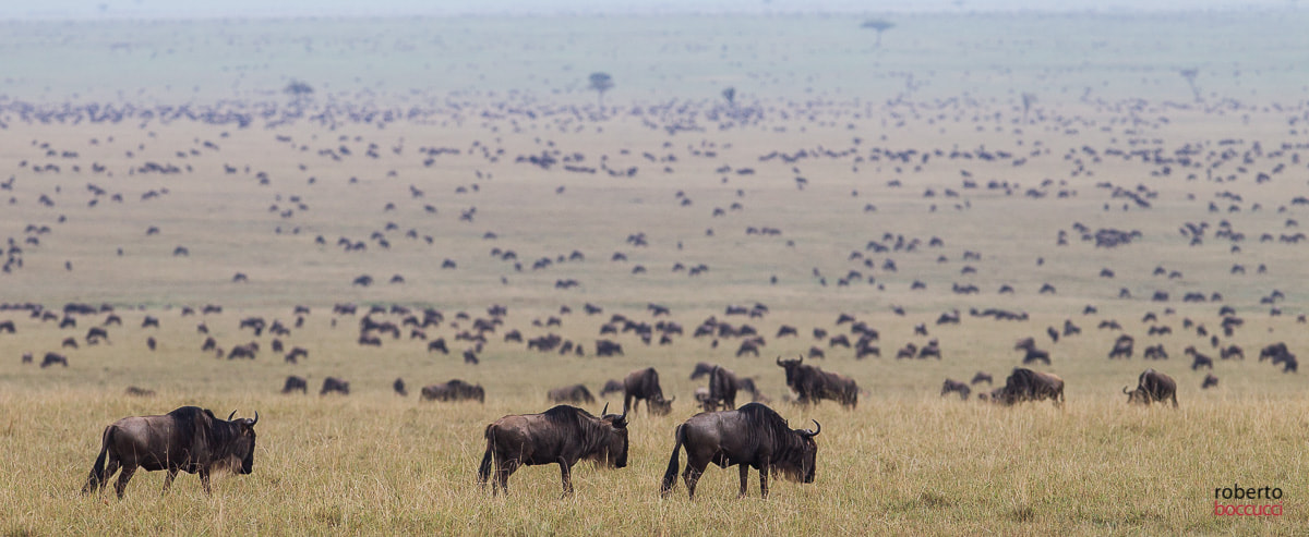 Canon EF 300mm F2.8L IS USM sample photo. Gnu (masai mara) photography