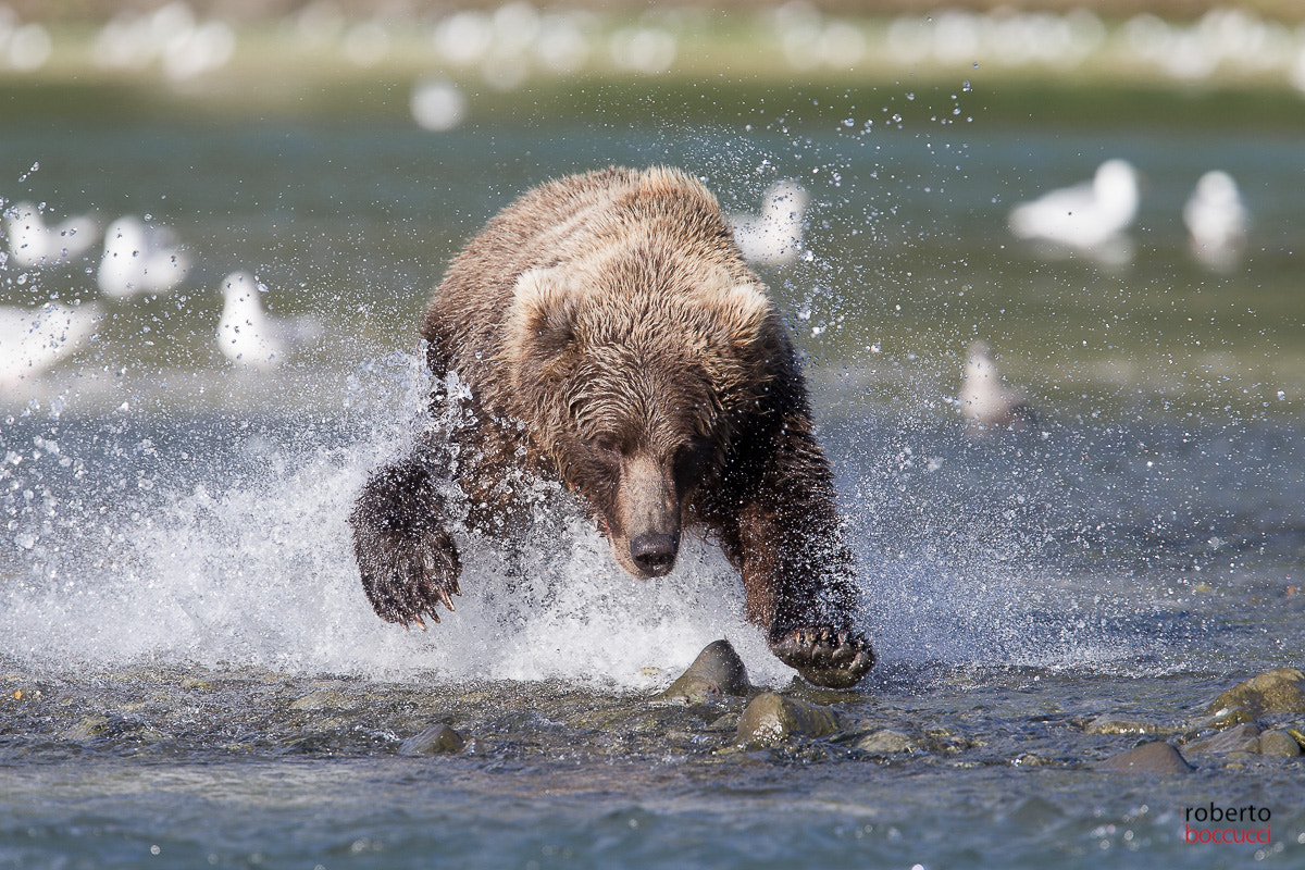 Canon EOS-1D Mark IV + Canon EF 300mm F2.8L IS USM sample photo. Grizzly (geographic harbor) photography